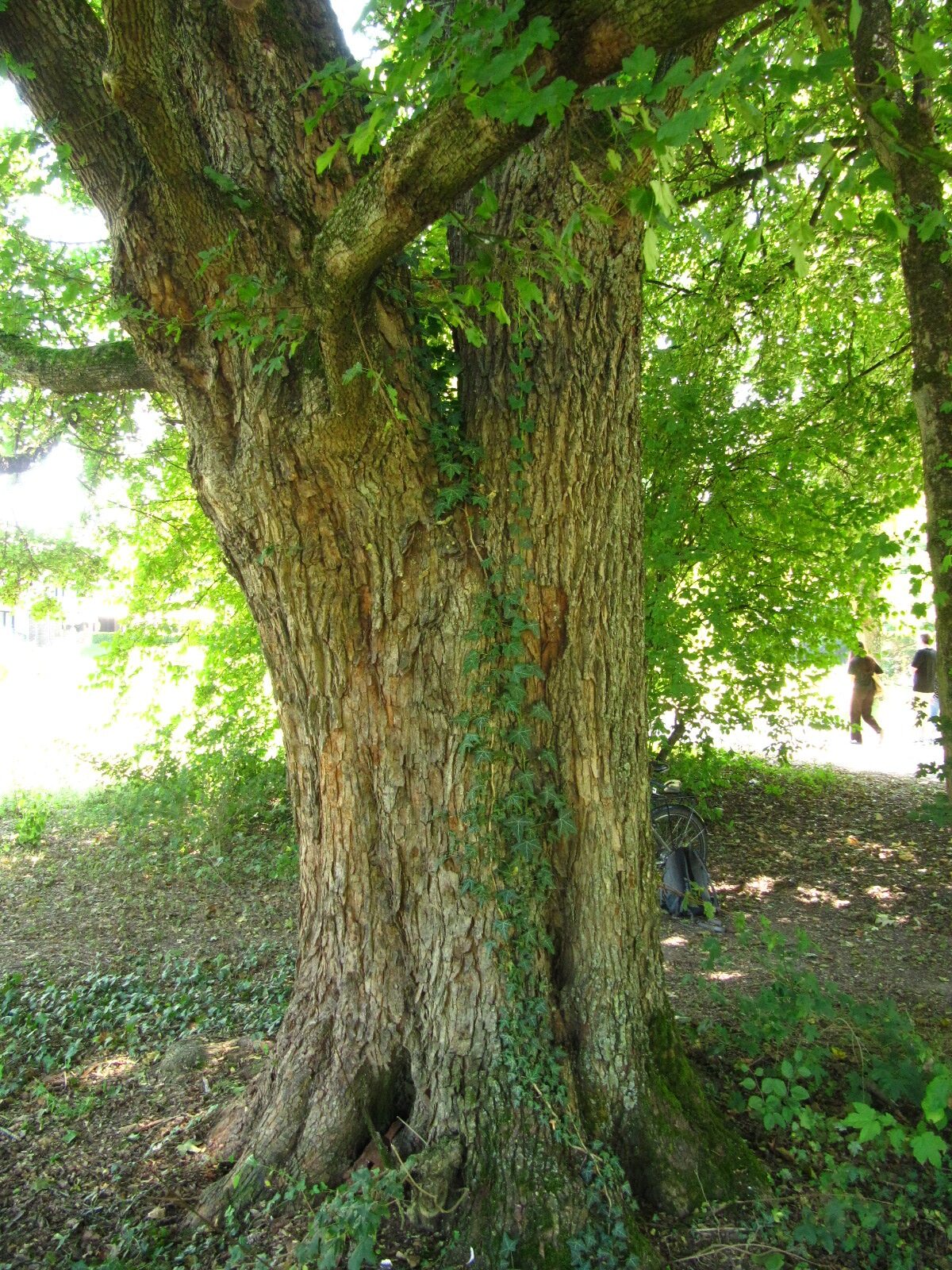 Acer campestre - Trier-Nord - Aug. 2024