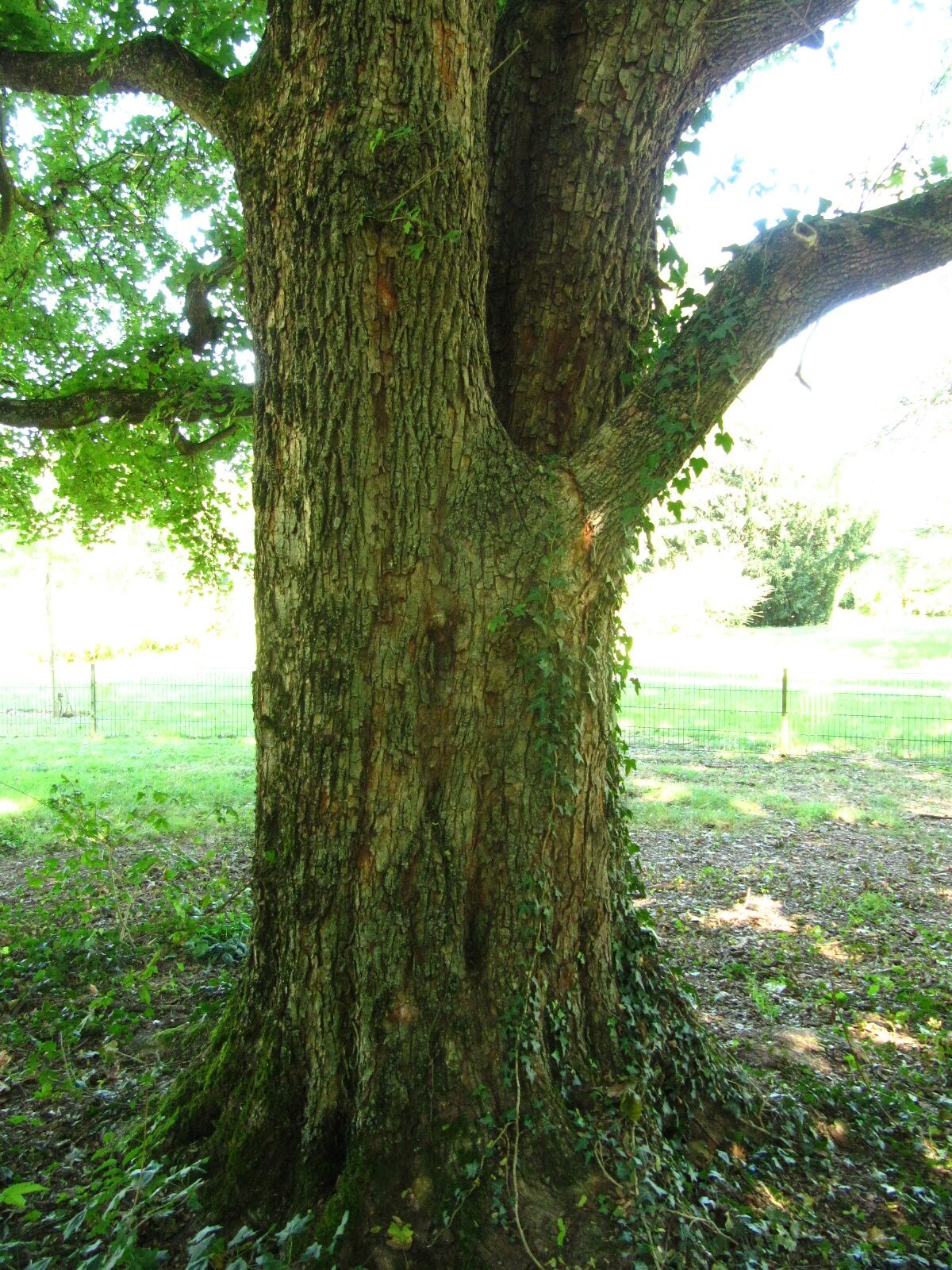 Acer campestre - Trier-Nord - Aug. 2024