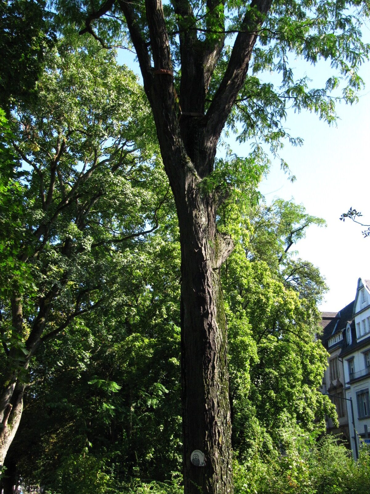 Gleditsia triacanthos - Trier - Aug. 2024