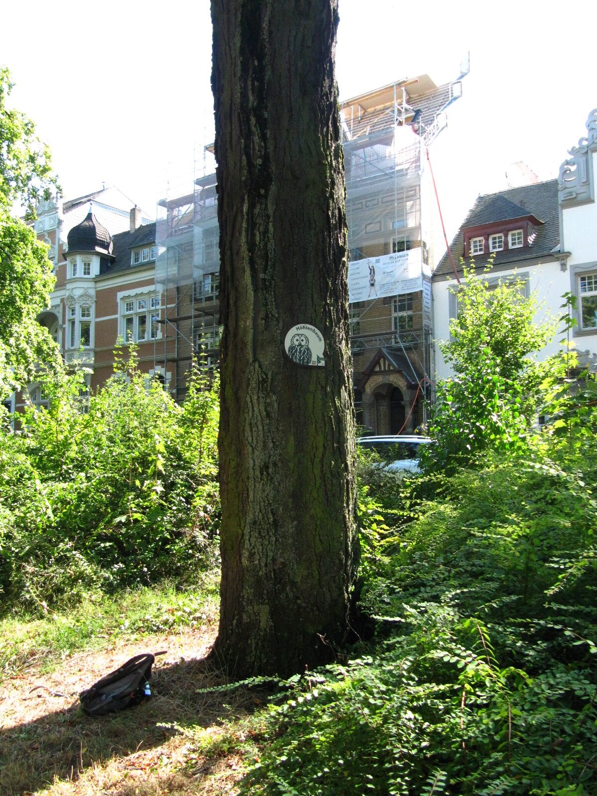 Gleditsia triacanthos - Trier - Aug. 2024