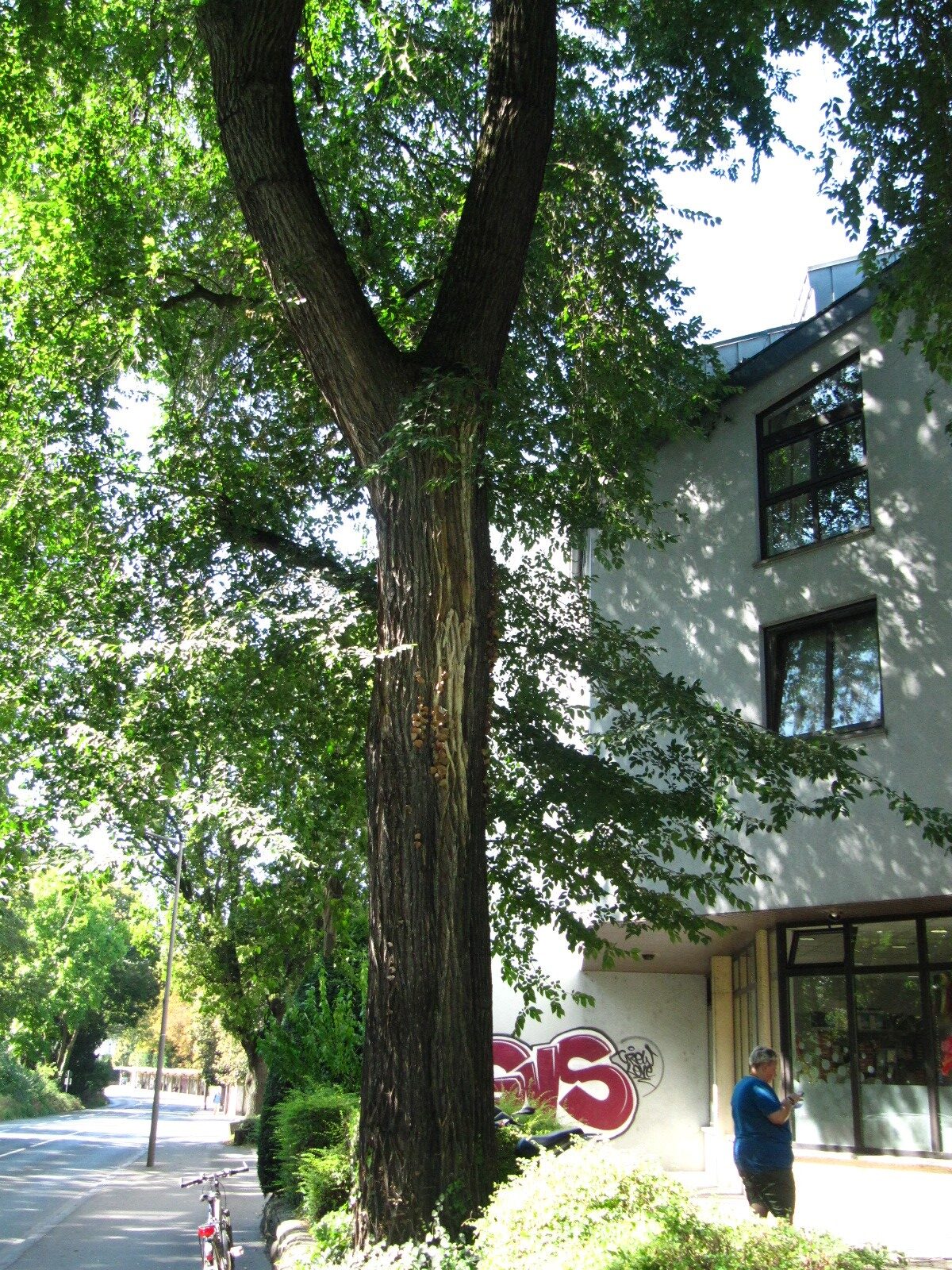 Ulmus minor - Trier - Aug. 2024