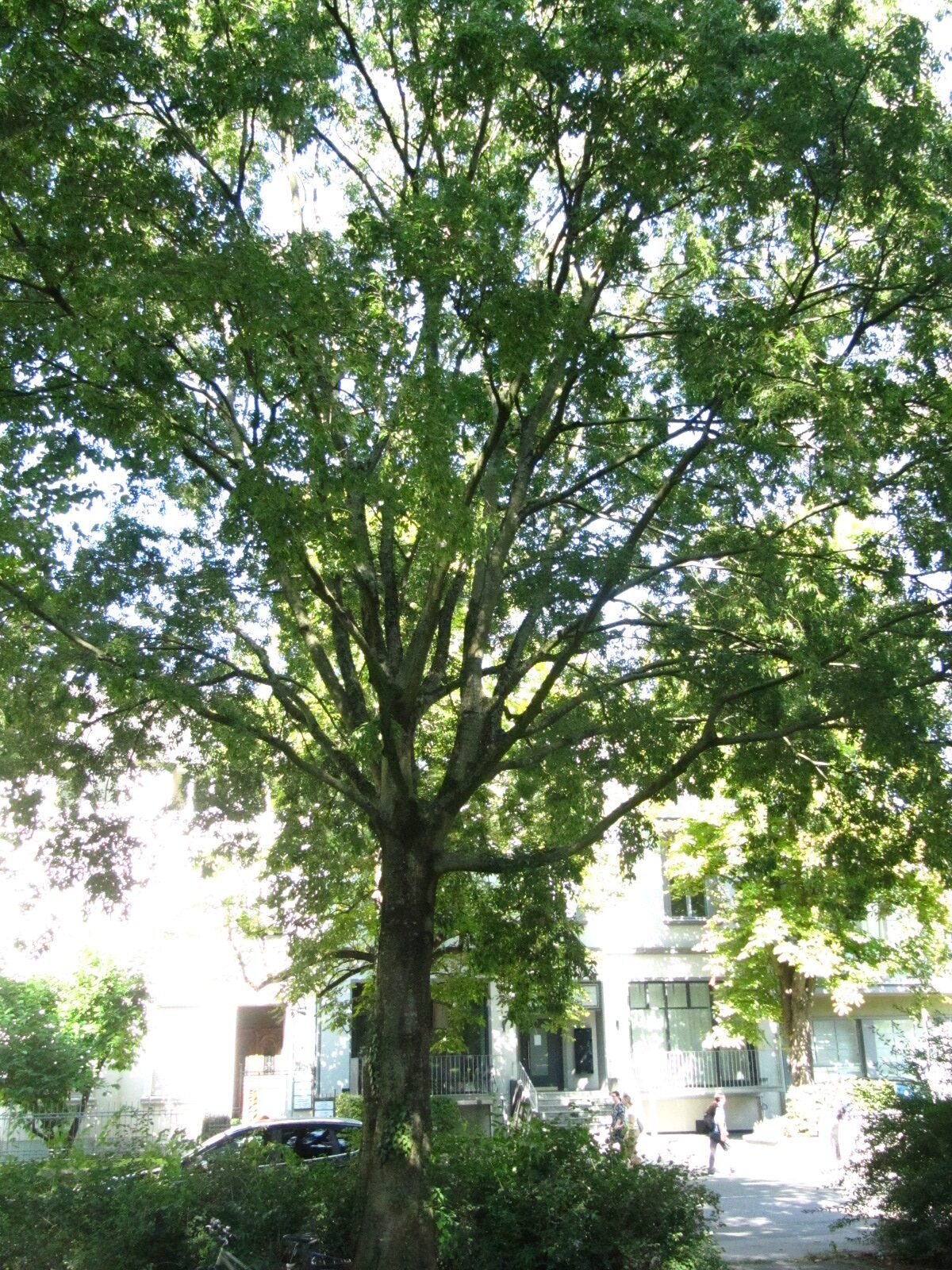 Celtis australis - Trier - Aug. 2024