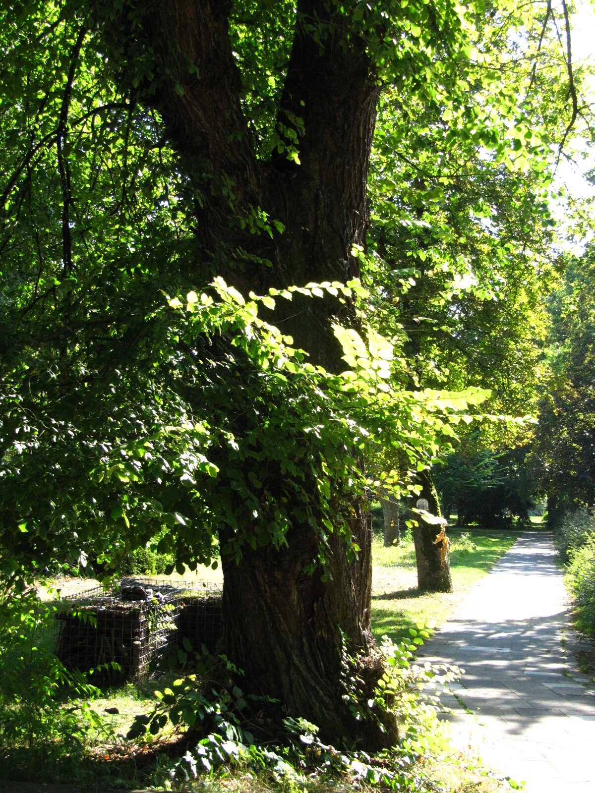 Ulmus laevis - Trier - August 2024