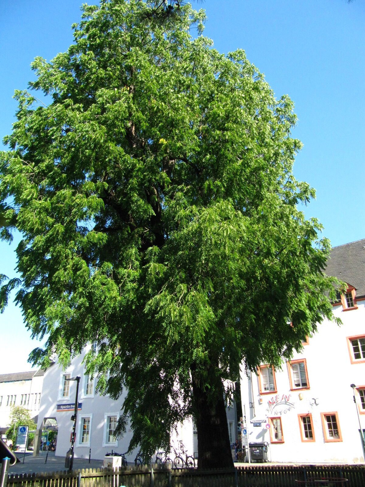 Juglans nigra - Trier - August 2024