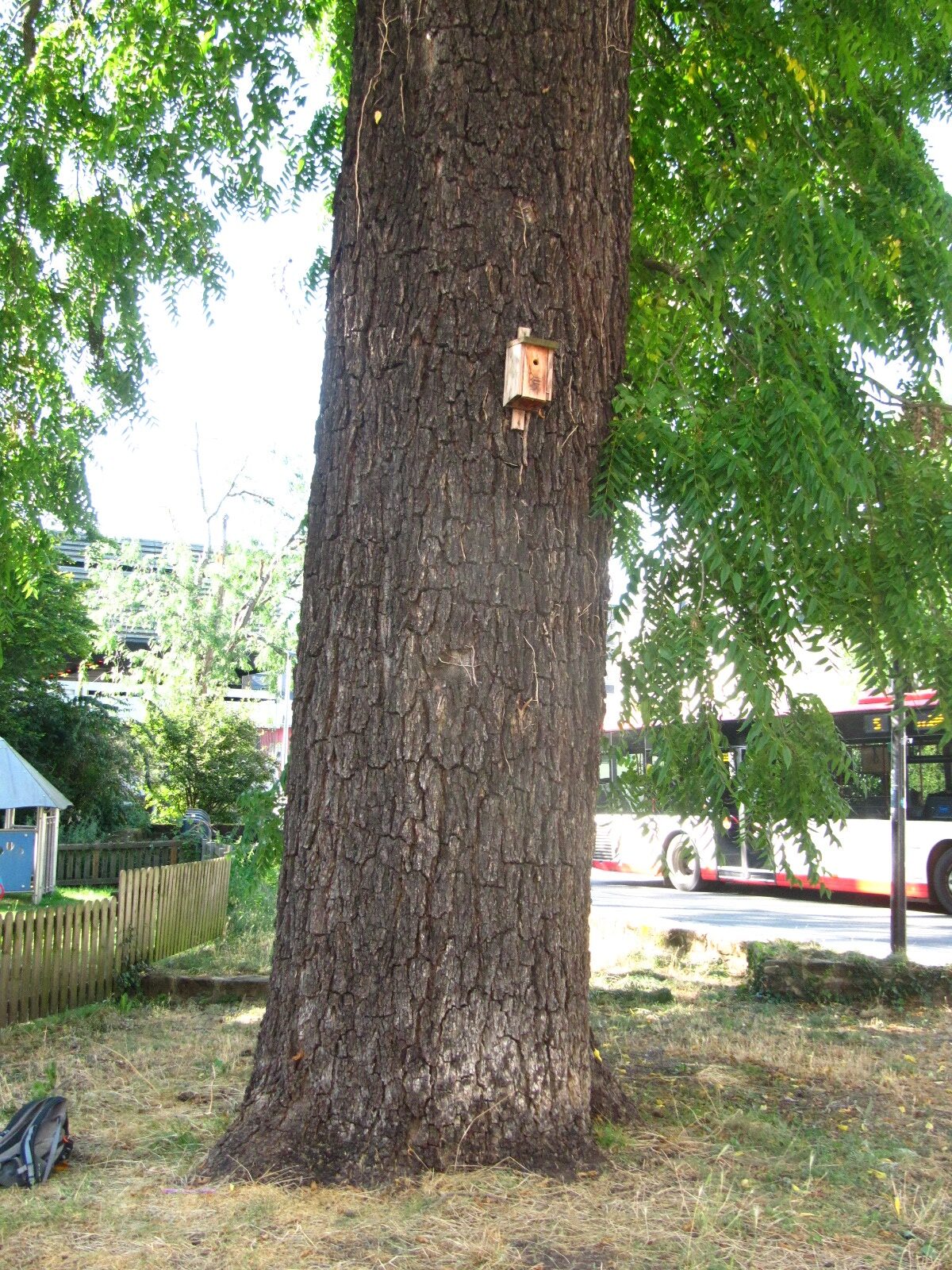 Juglans nigra - Trier - August 2024