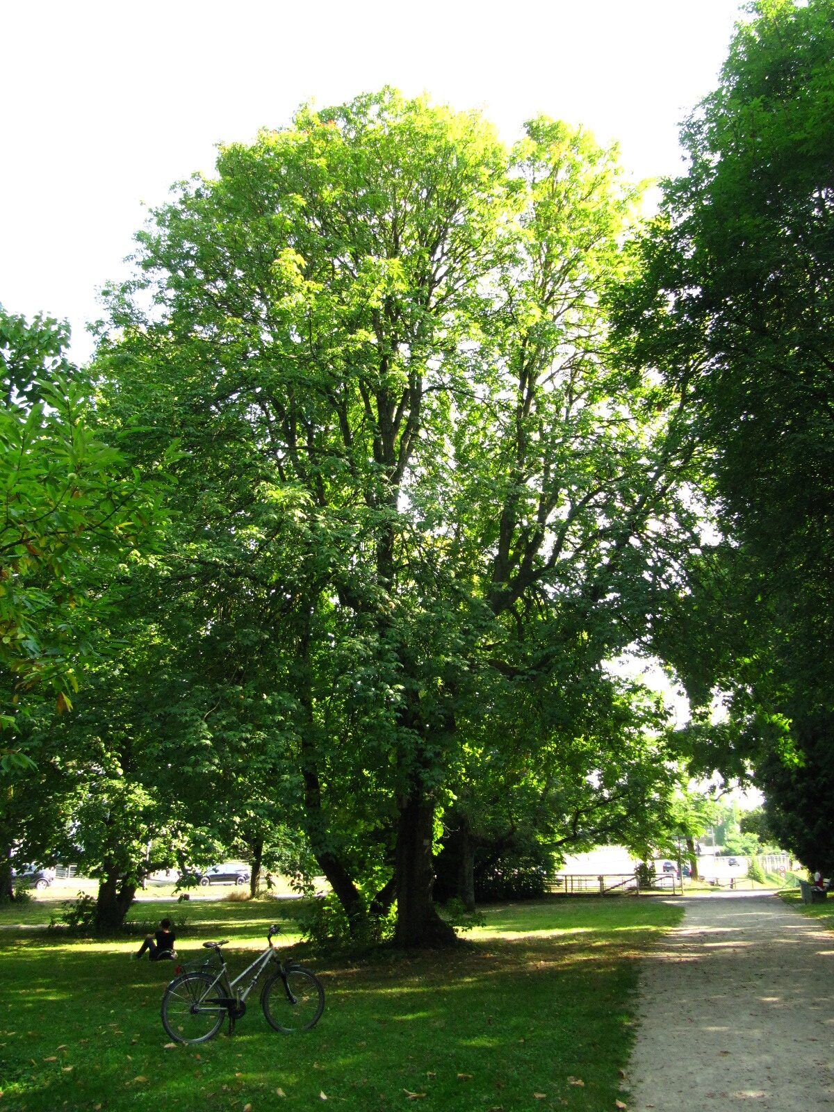 Aesculus flava - Trier - August 2024