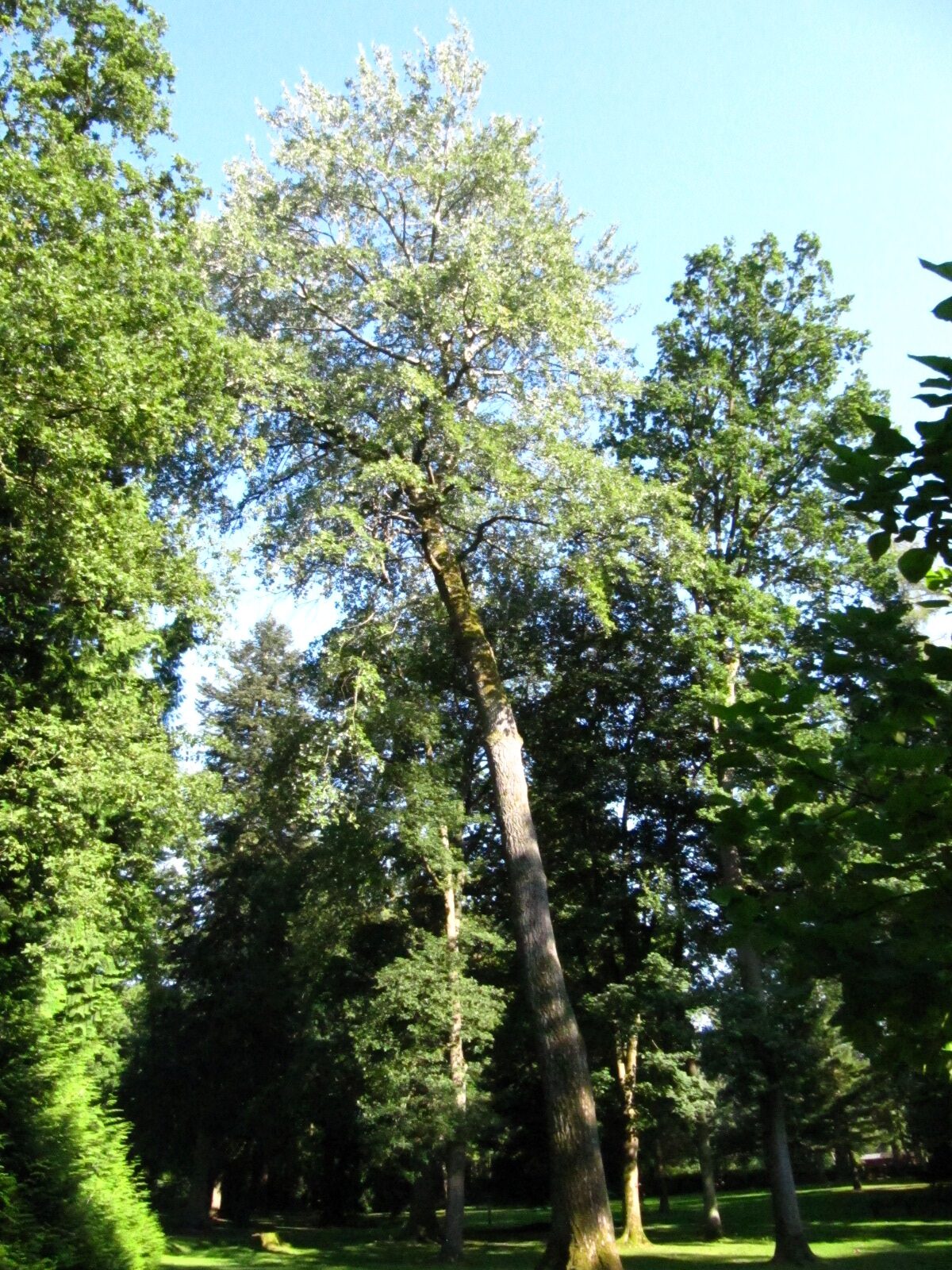 × canescens Populus
