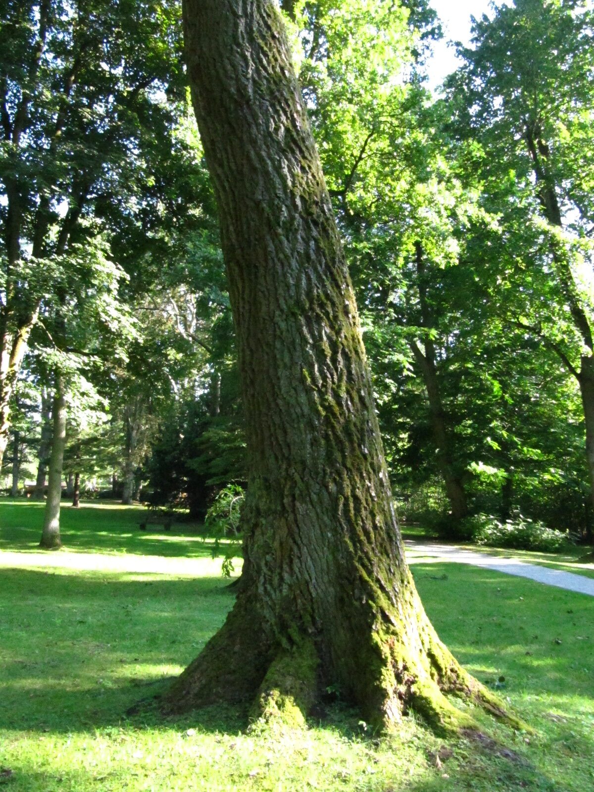 Populus × canescens - Seesen - Sept. 2024
