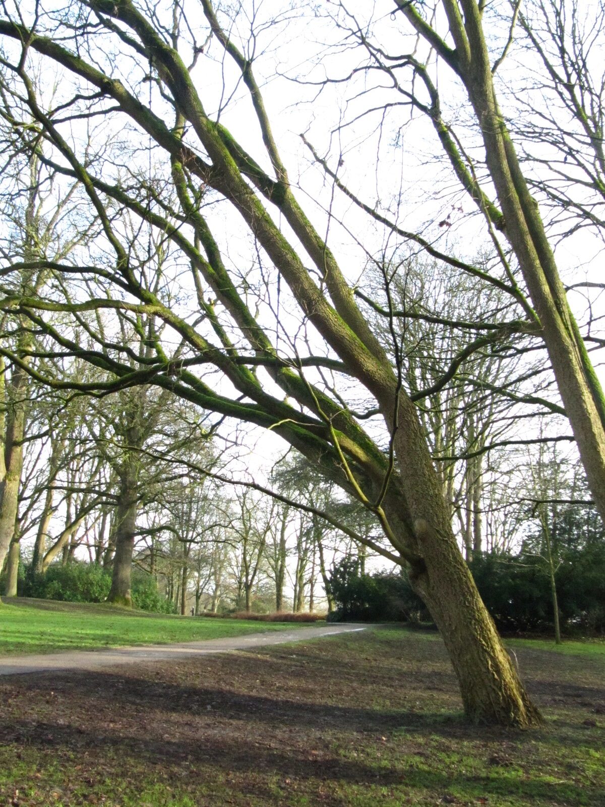 amurense Phellodendron