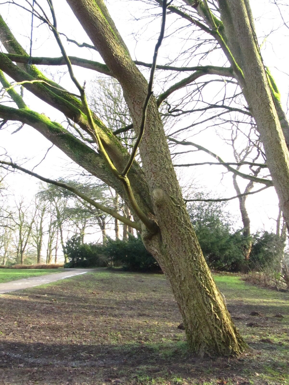 Phellodendron amurense - Bremen-Lesum - Jan. 2025