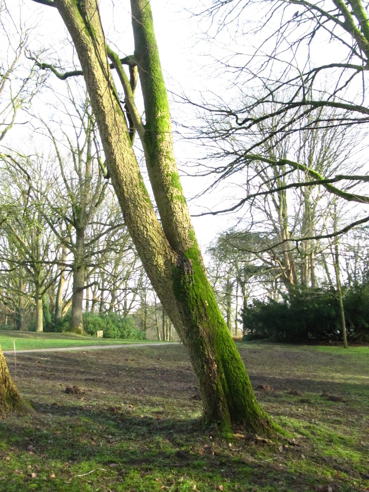 amurense Phellodendron var. sachalinense