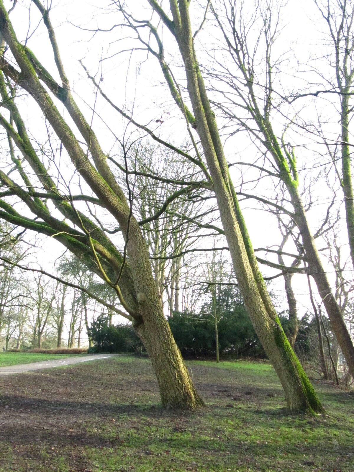 Phellodendron amurense var. sachalinense - Bremen-Lesum - Jan. 2025