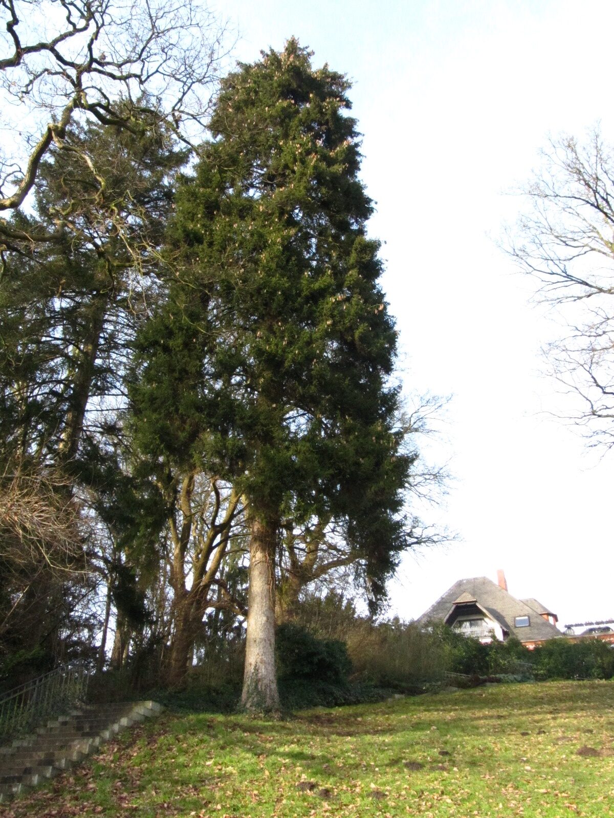 orientalis Picea