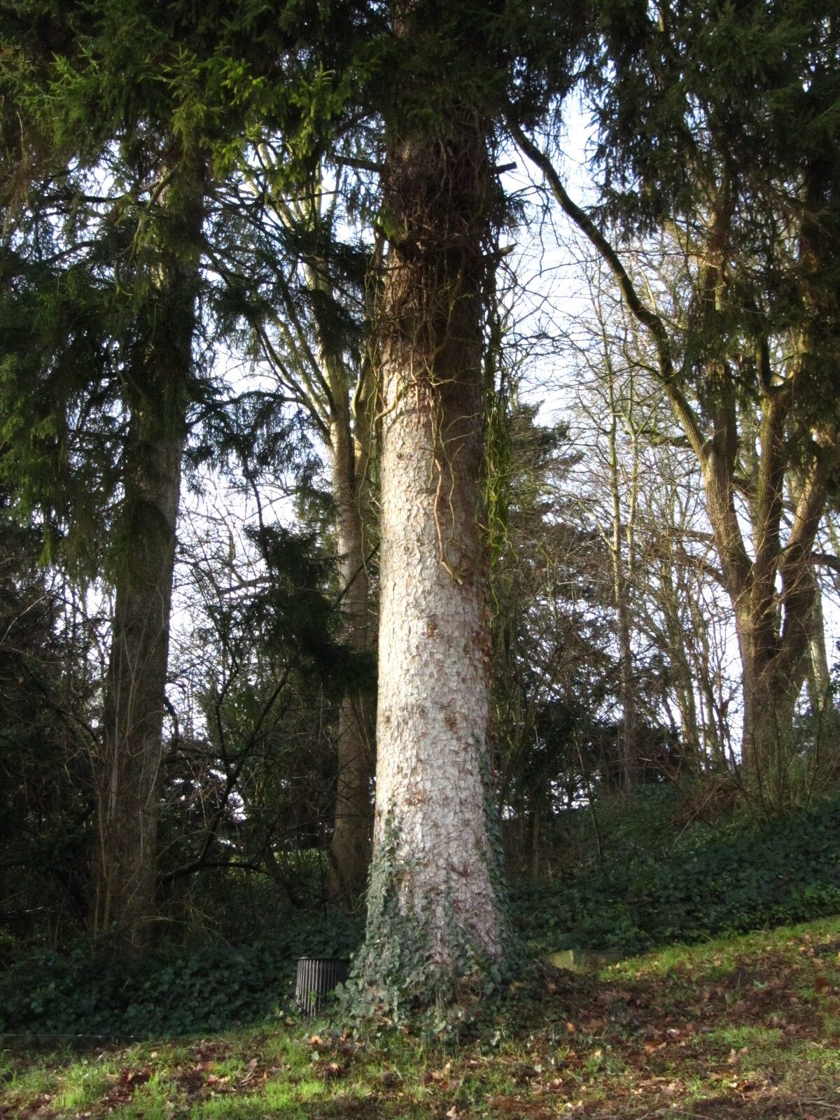 Picea orientalis - Bremen-Lesum - Januar 2025