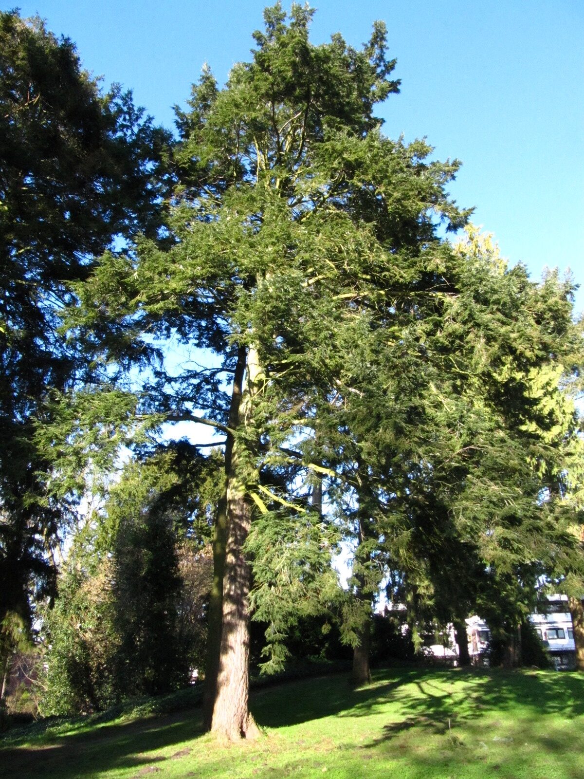 canadensis Tsuga