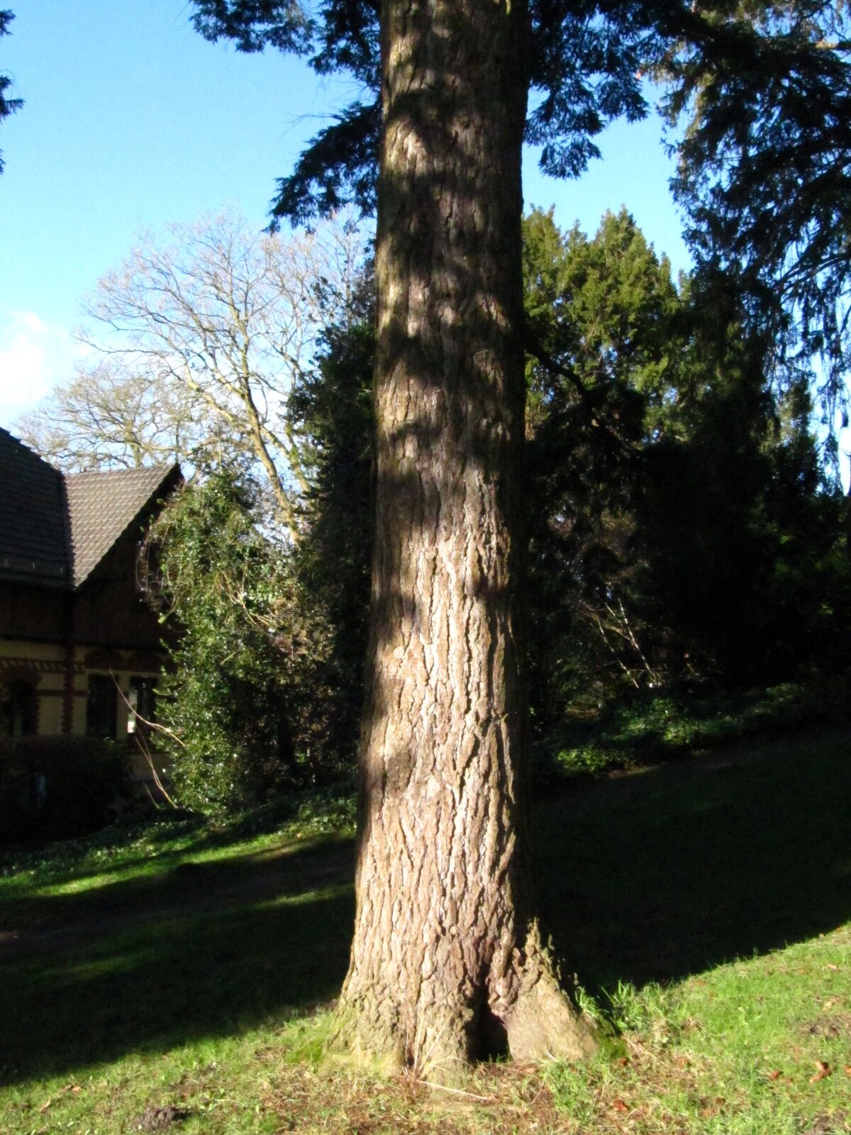 Tsuga canadensis - Bremen-Lesum - Jan. 2025