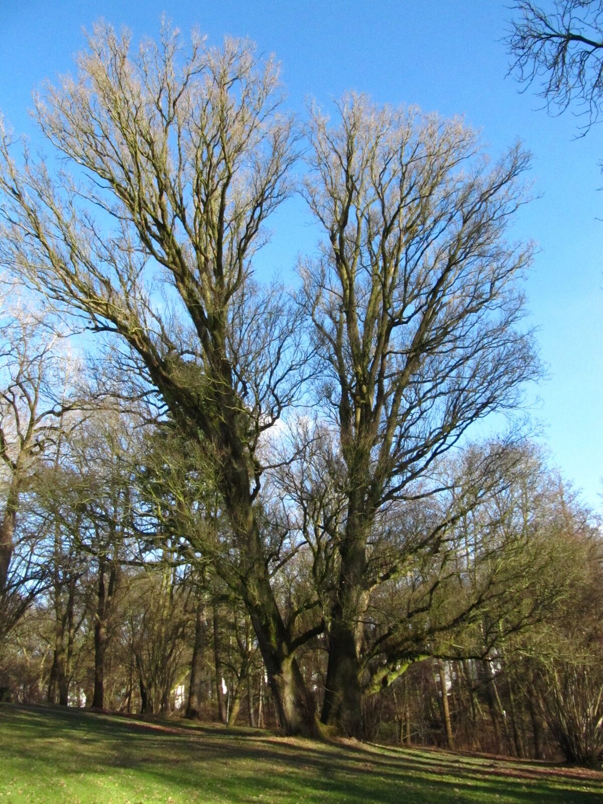 Fastigiata-Gruppe Quercus robur