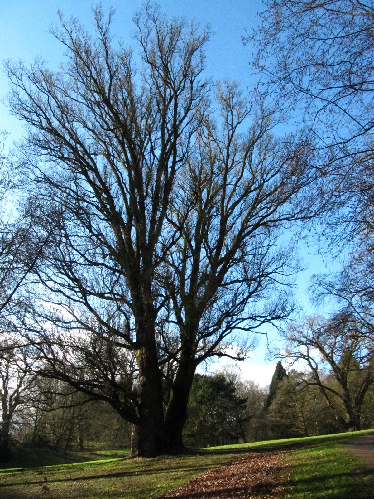 Quercus robur Fastigiata-Gruppe - Bremen-Lesum - Januar 2025