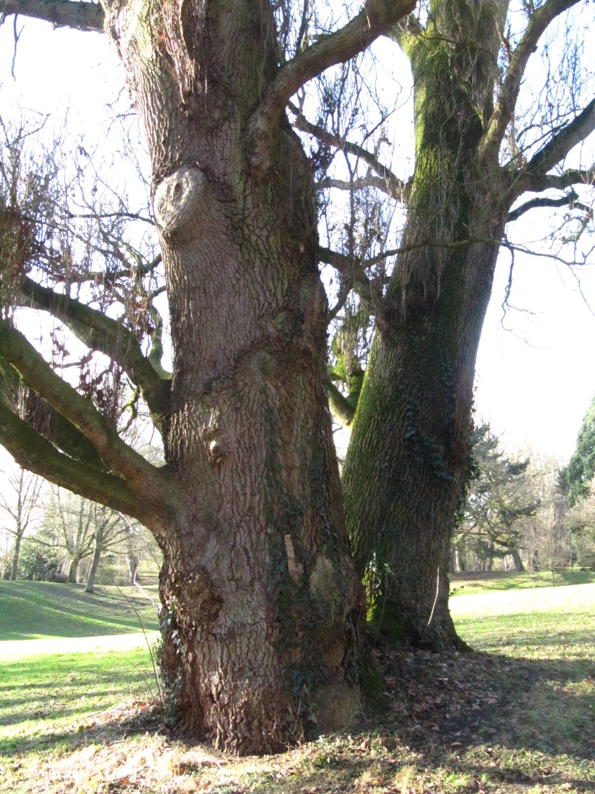 Quercus robur Fastigiata-Gruppe - Bremen-Lesum - Januar 2025