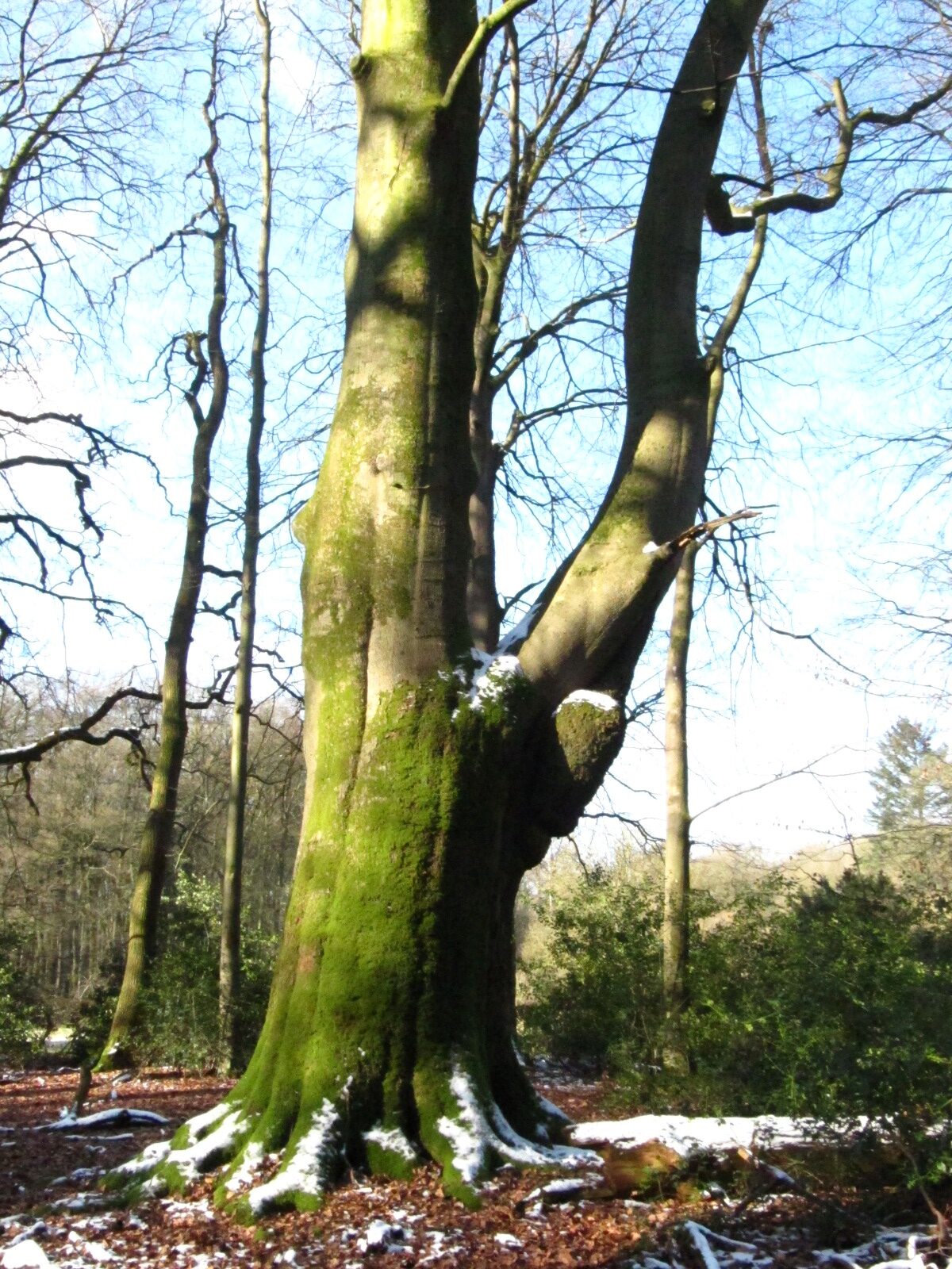 Fagus sylvatica - Herrenholz bei Goldenstedt - Februar 2025