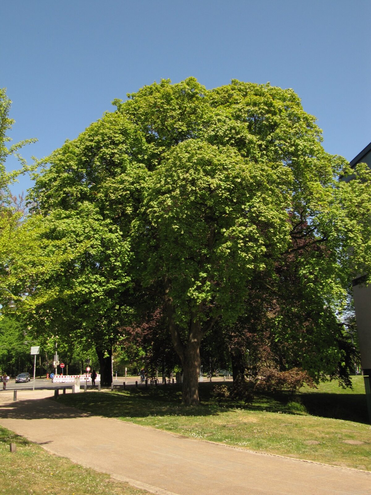 Acer opalus subsp. opalus