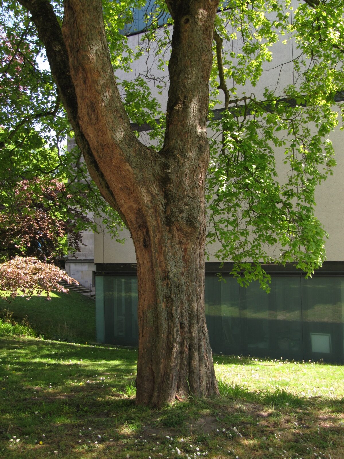 Acer opalus subsp. opalus - Kunsthalle Bremen - Mai 2022