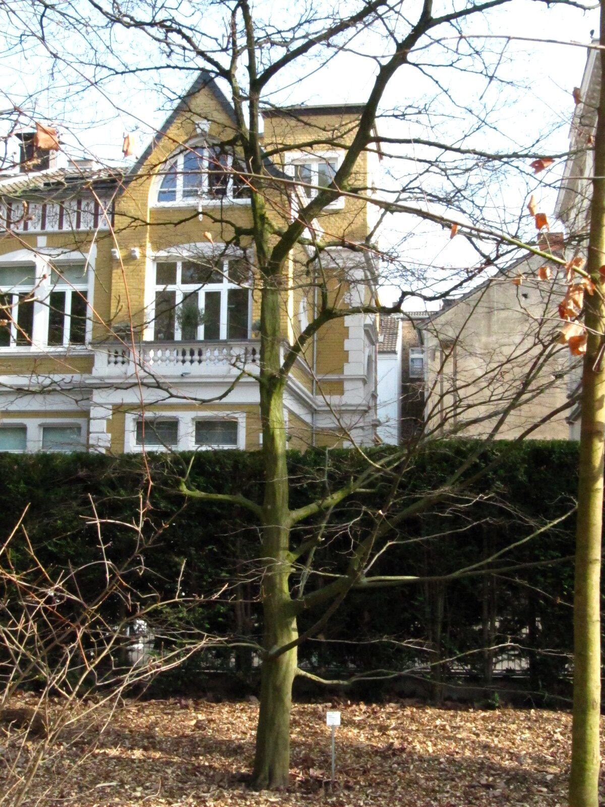 Carpinus caroliniana - Bonn - März 2025