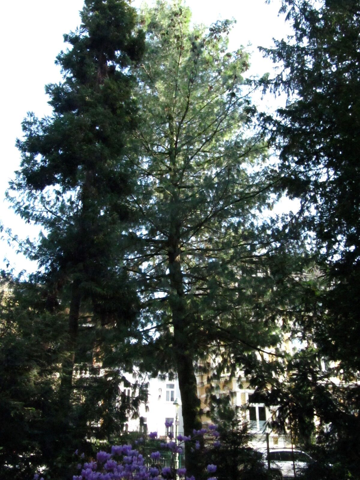Pinus wallichiana - Bonn - März 2025
