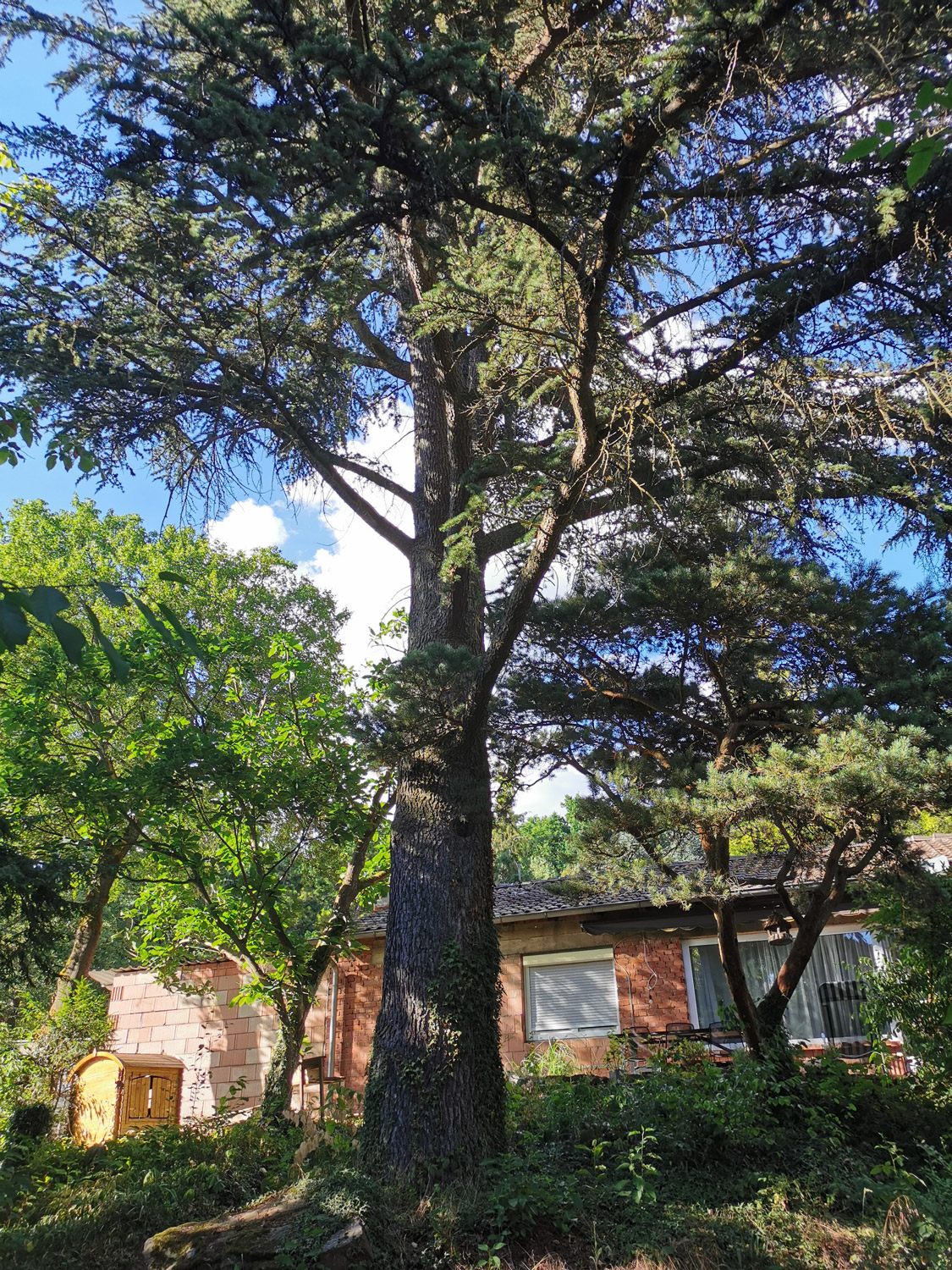 Cedrus atlantica 'Typ Main' - Marktheidenfeld - Juni 2022