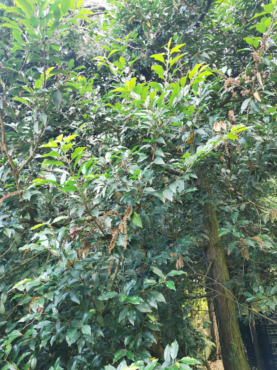 Prunus lusitanica 'Angustifolia' - Marktheidenfeld - Juni 2022