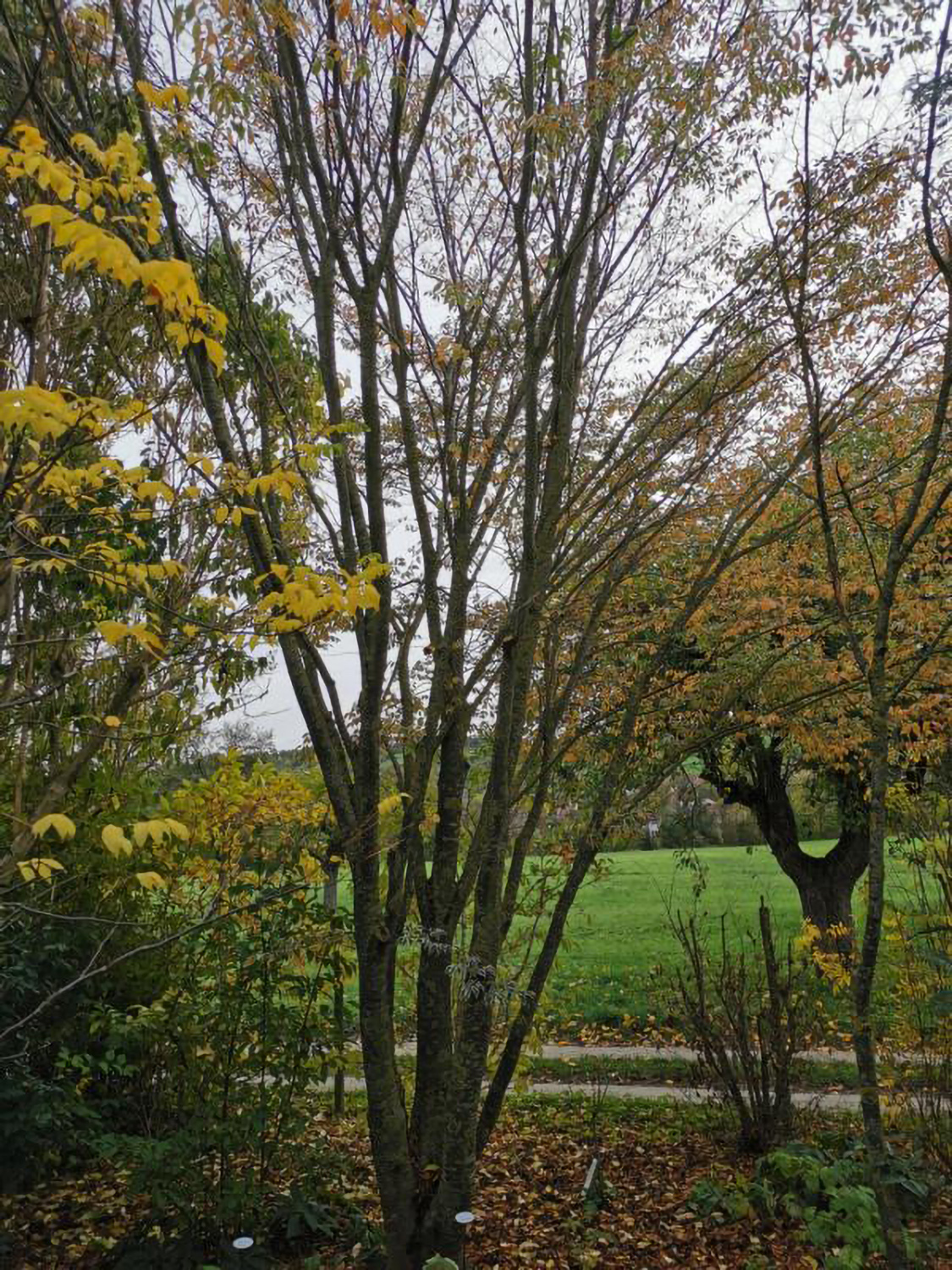 Zelkova serrata 'Variegata' - Weikersheim-Elpersheim - August 2022