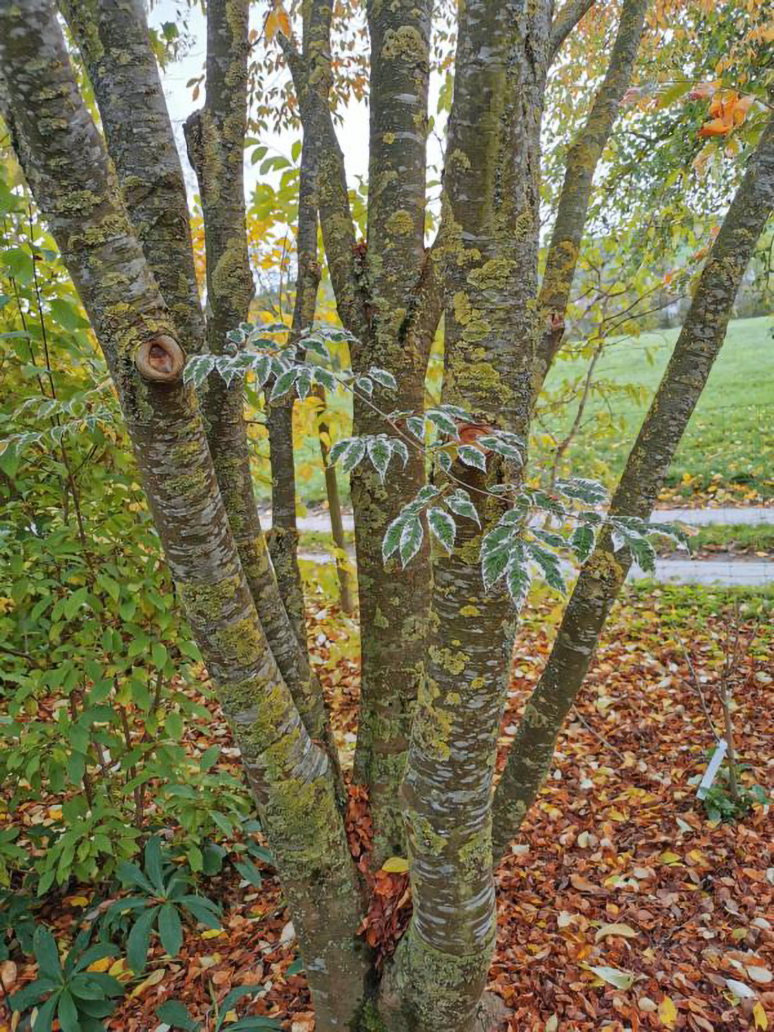 Zelkova serrata 'Variegata' - Weikersheim-Elpersheim - August 2022