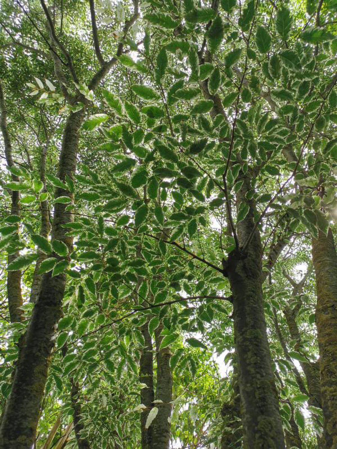 Zelkova serrata 'Variegata' - Weikersheim-Elpersheim - August 2022