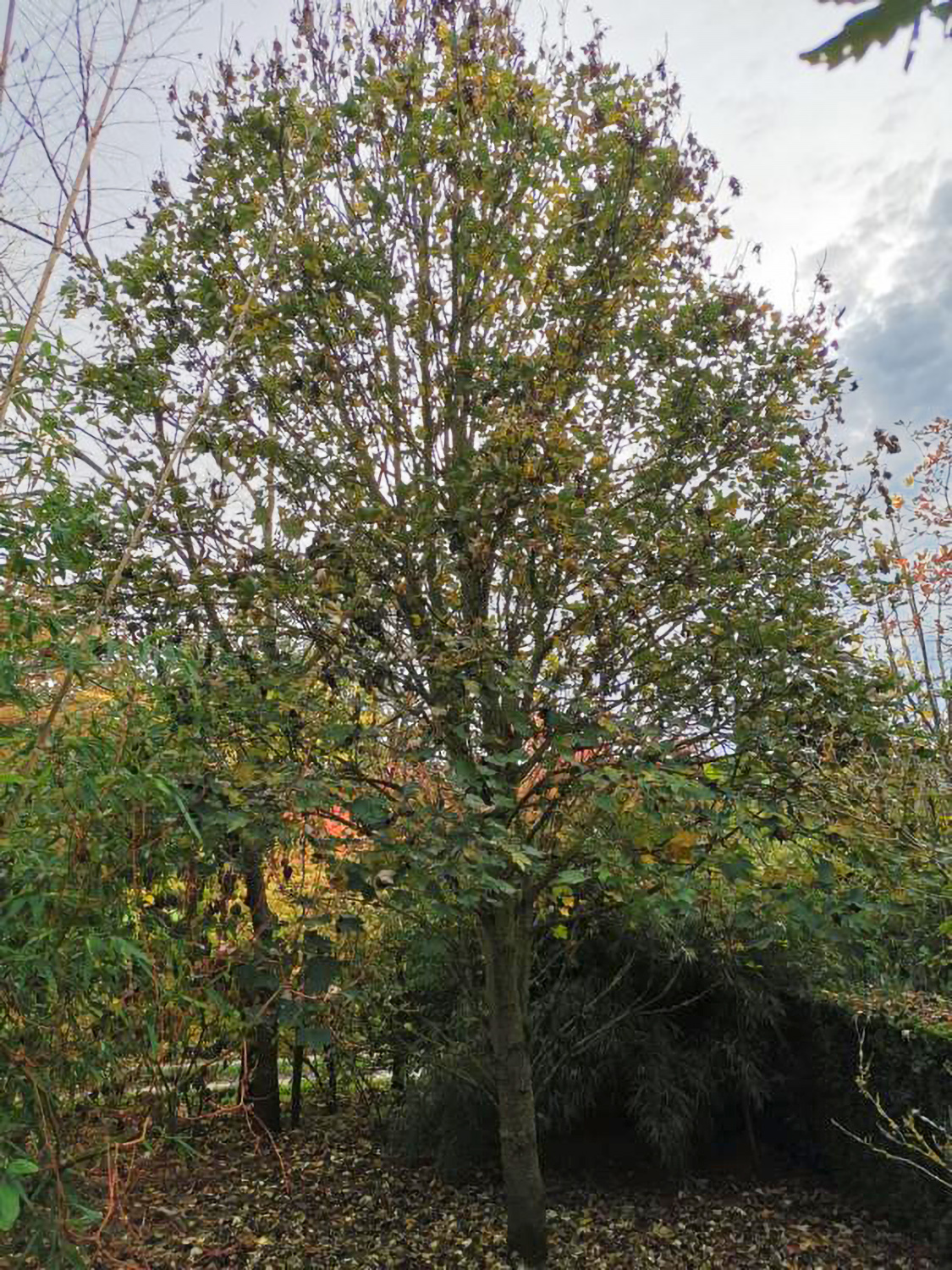 Acer pseudoplatanus 'Brilliantissimum' - Weikersheim-Elpersheim - August 2022