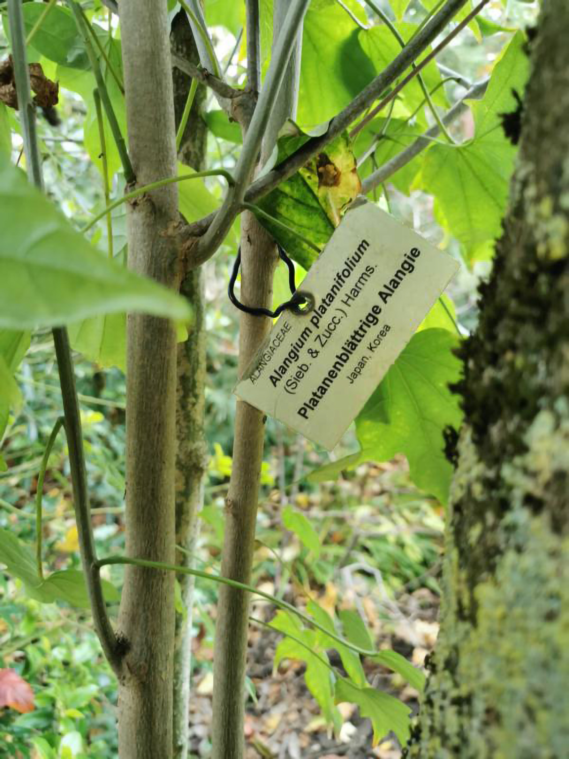 Alangium platanifolium - Weikersheim-Elpersheim - August 2022