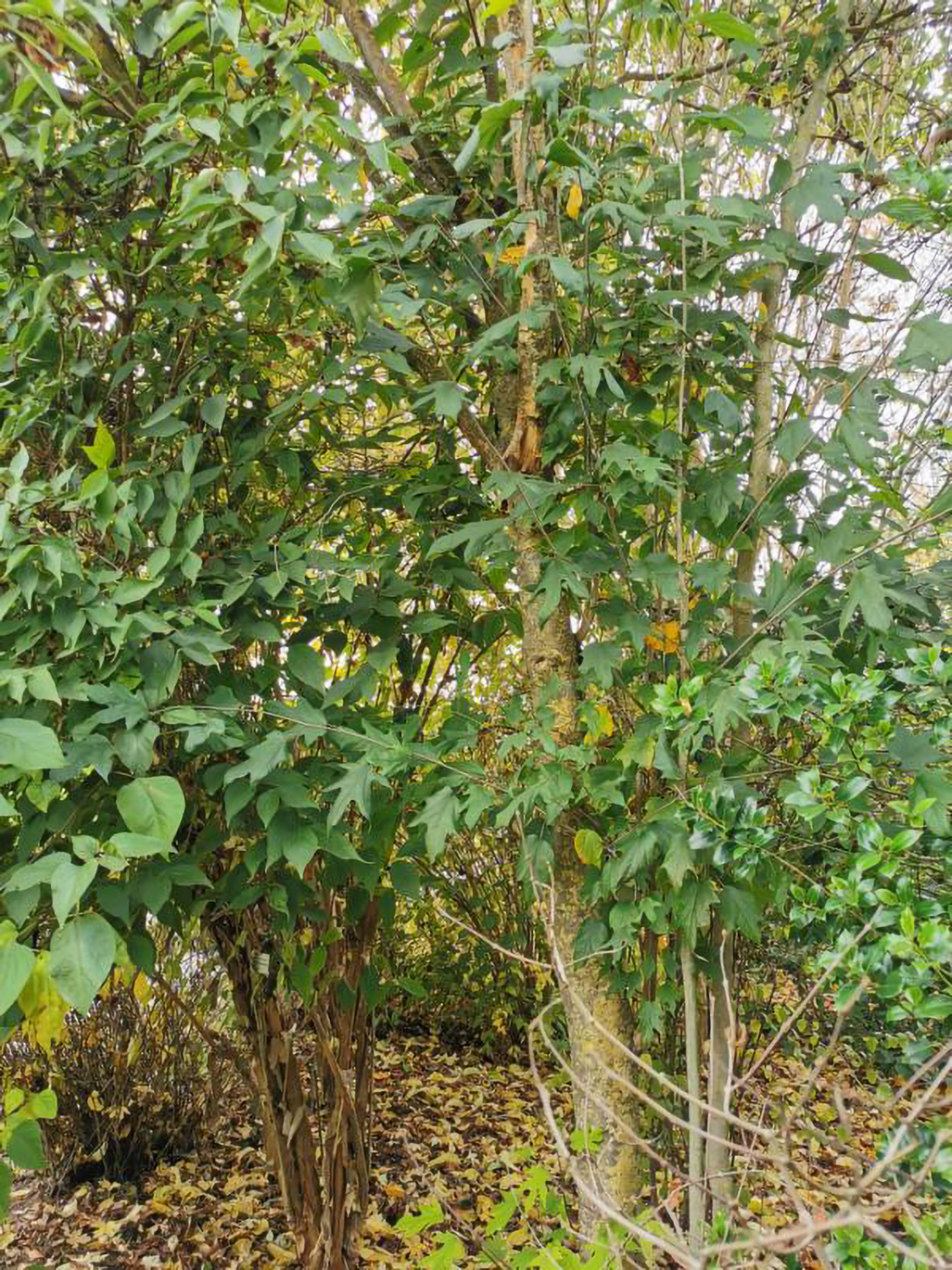 Alangium platanifolium - Weikersheim-Elpersheim - August 2022