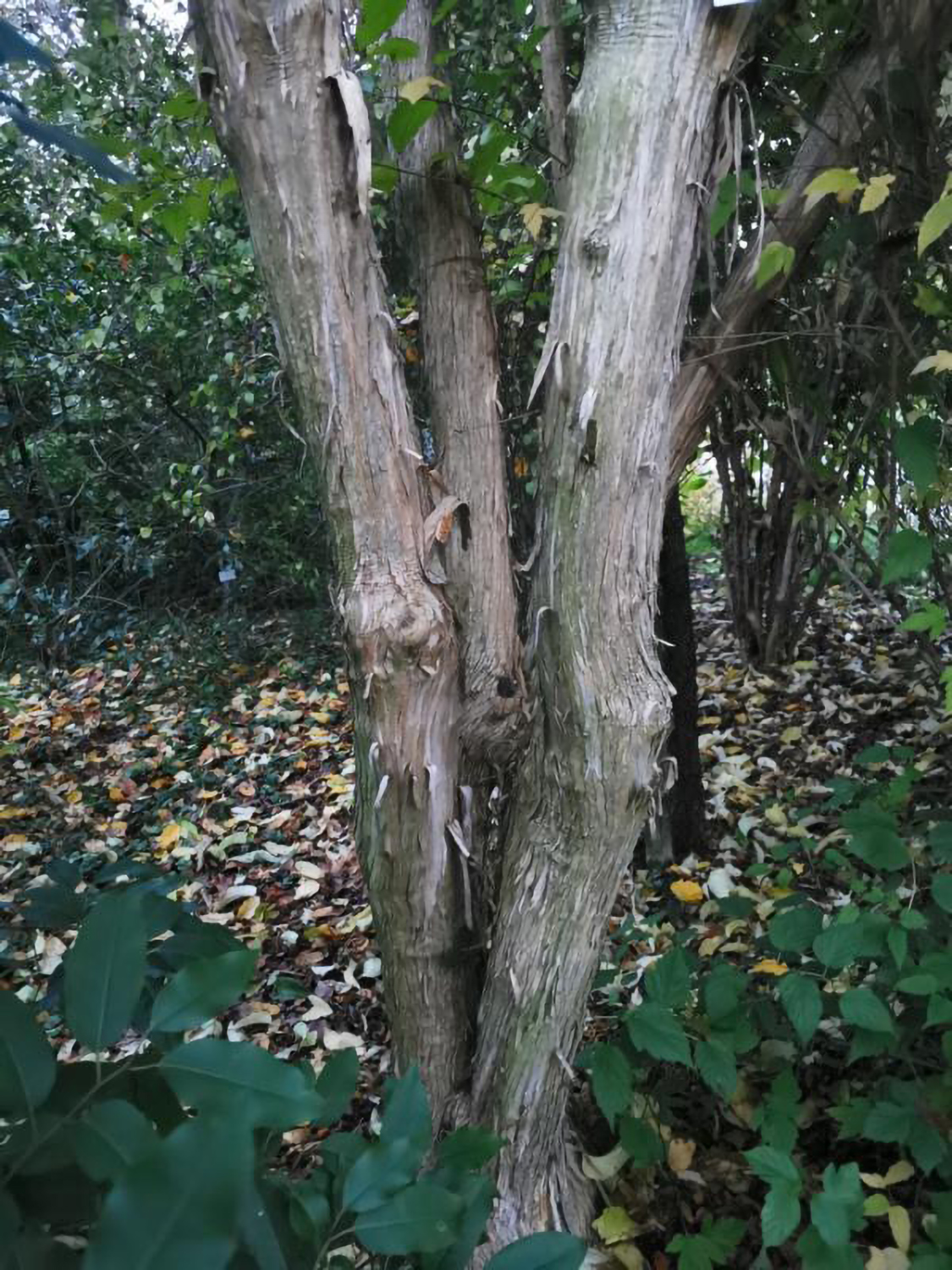 Heptacodium miconioides - Weikersheim-Elpersheim - August 2022