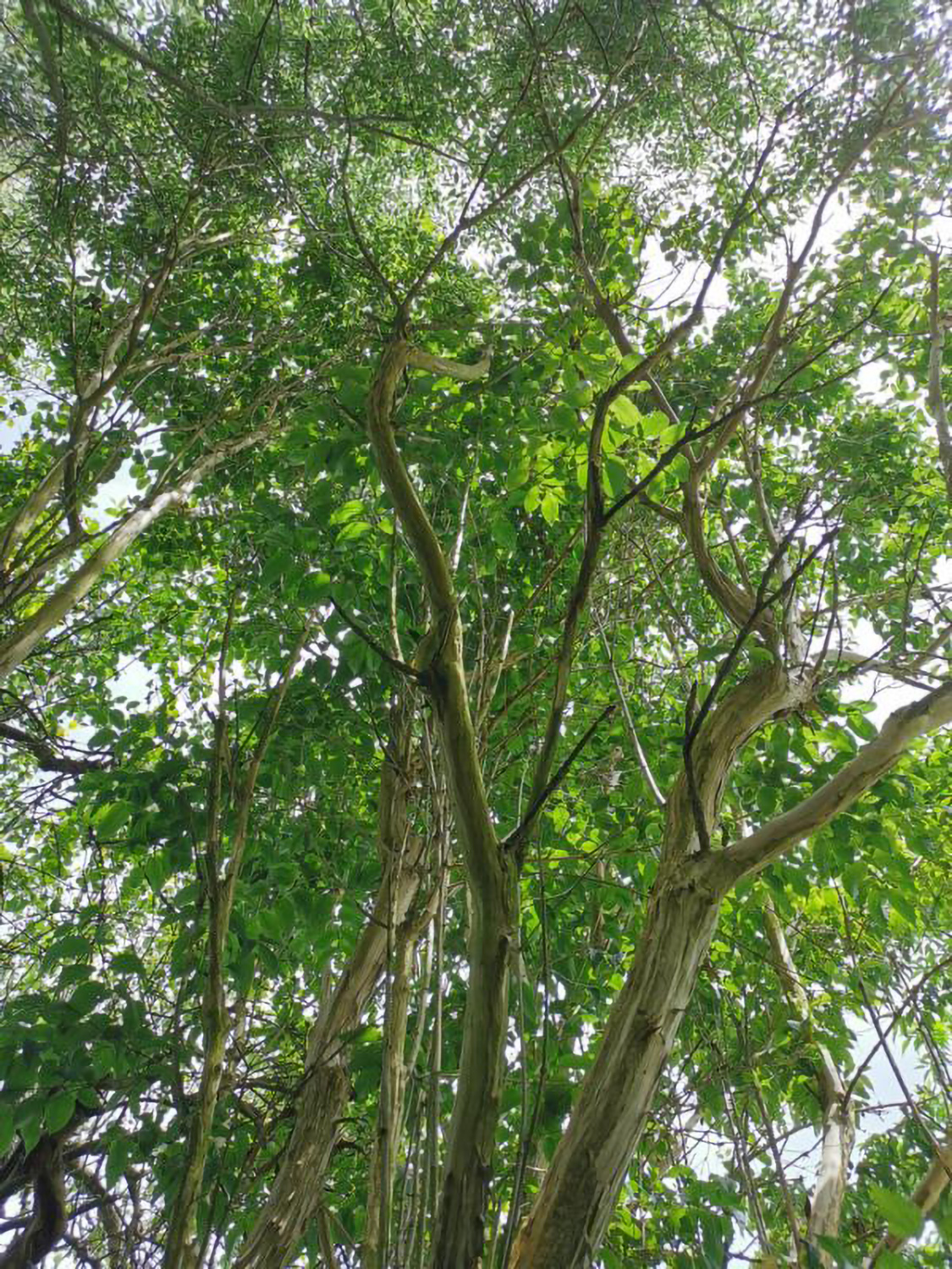 Heptacodium miconioides - Weikersheim-Elpersheim - August 2022