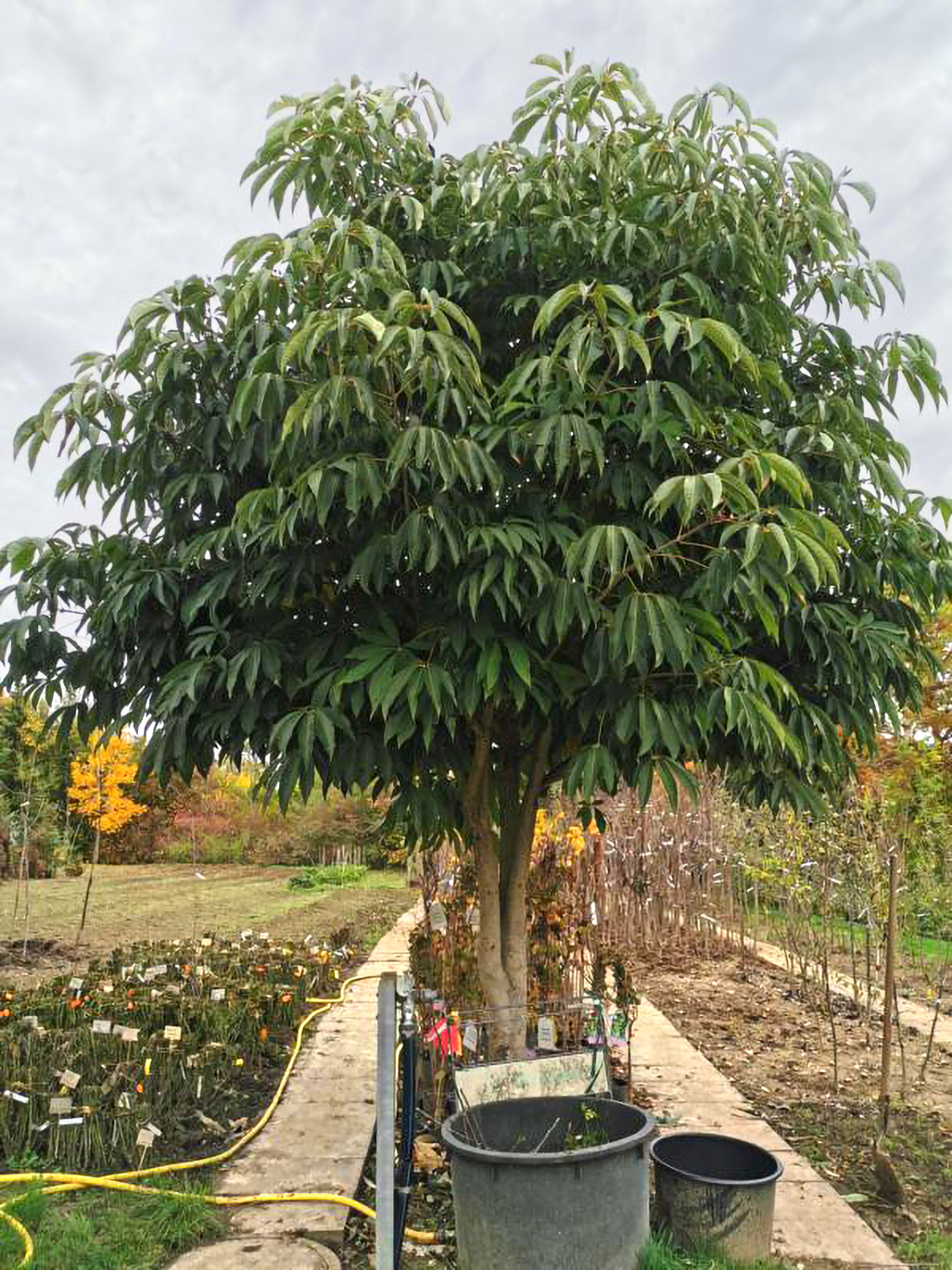 Aesculus chinensis - Weikersheim-Elpersheim - August 2022