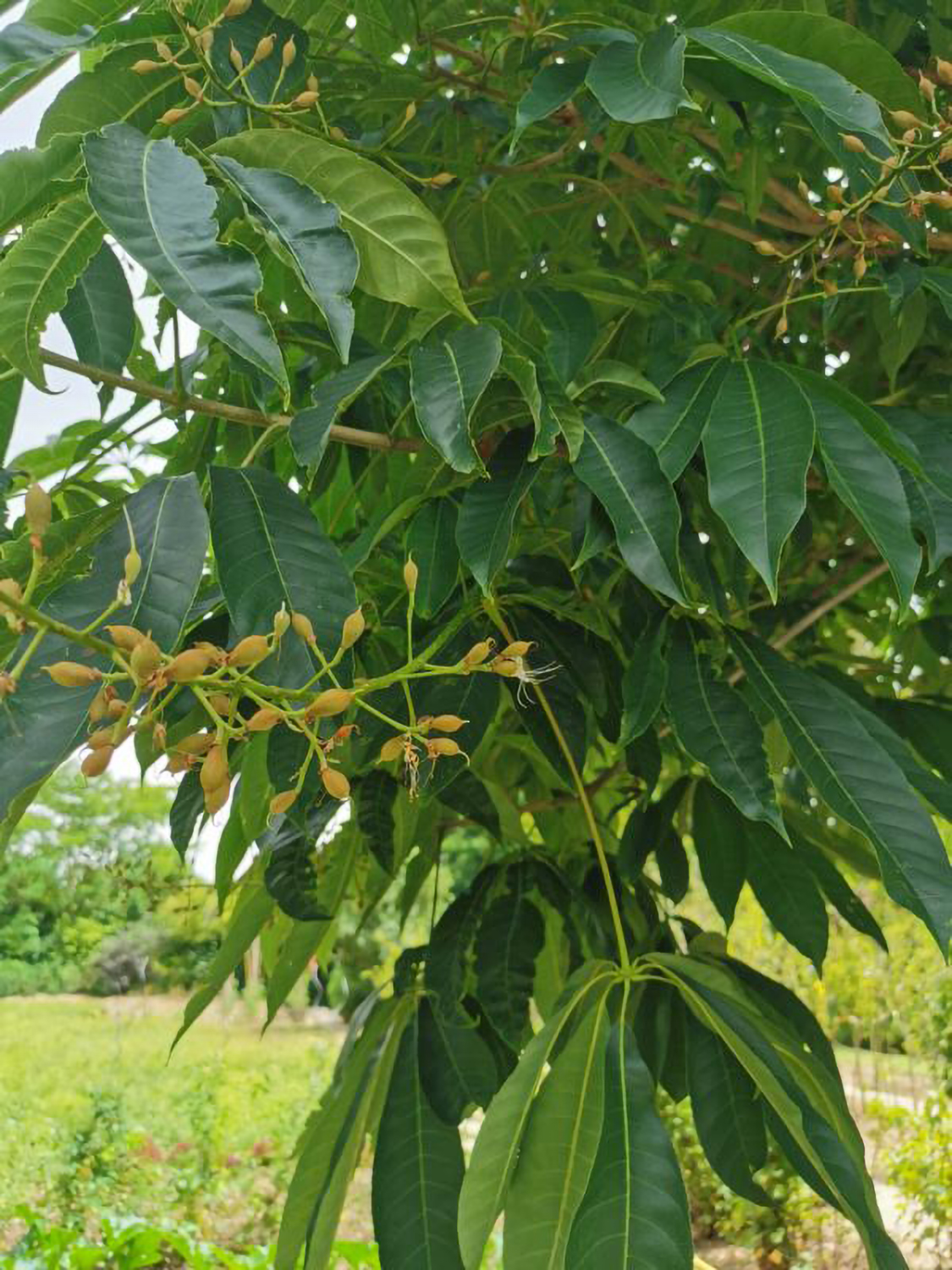 Aesculus chinensis - Weikersheim-Elpersheim - August 2022