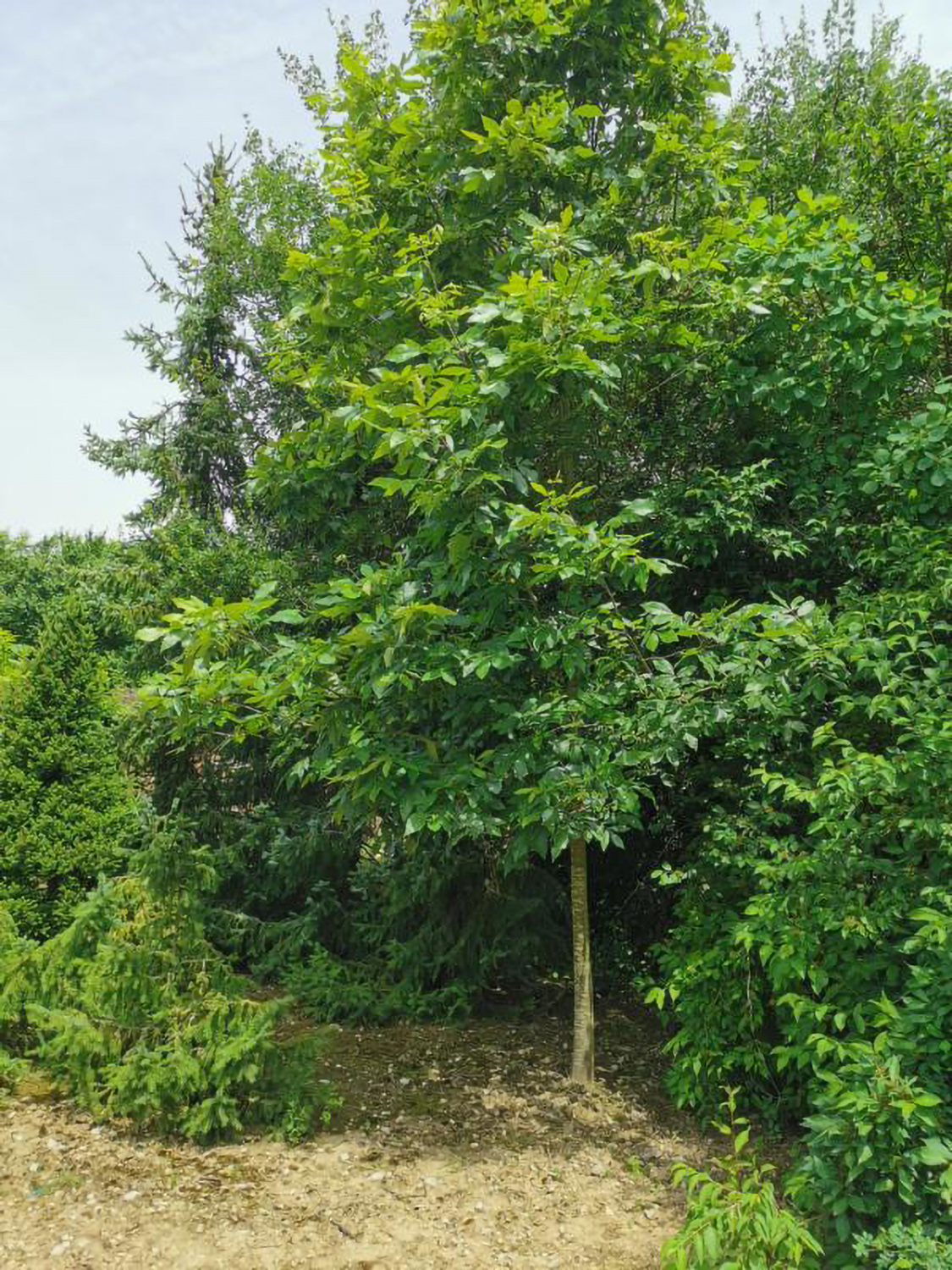 Carya myristiciformis - Weikersheim-Elpersheim - August 2022
