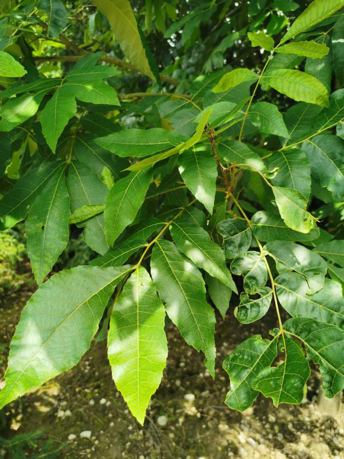 Carya myristiciformis - Weikersheim-Elpersheim - August 2022