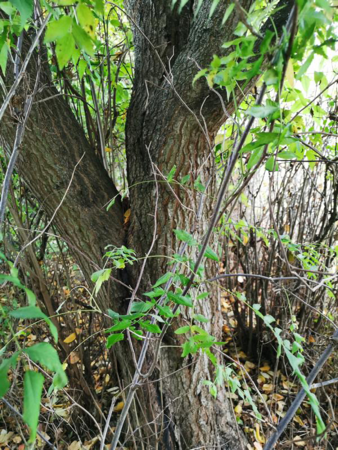 Rhus potaninii - Weikersheim-Elpersheim - August 2022