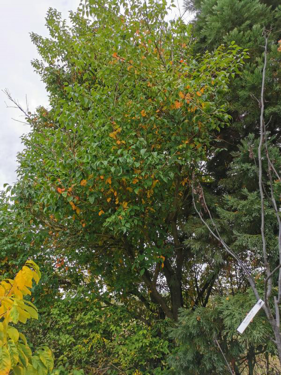 Rhus potaninii - Weikersheim-Elpersheim - August 2022