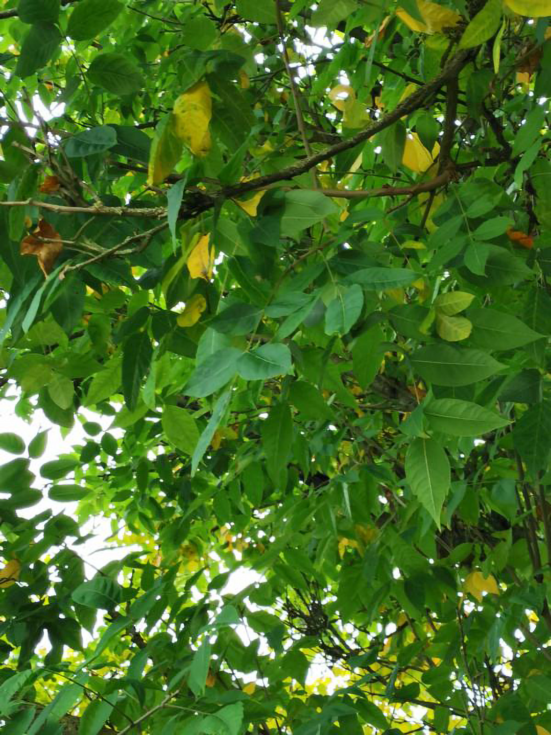 Rhus potaninii - Weikersheim-Elpersheim - August 2022