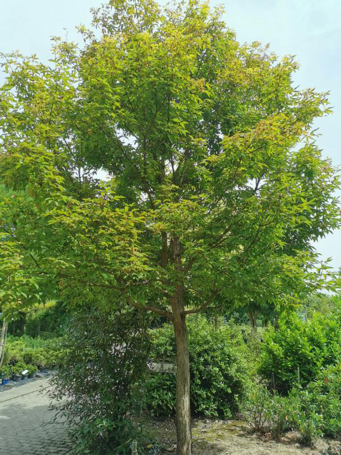 Acer triflorum - Weikersheim-Elpersheim - Juni 2024