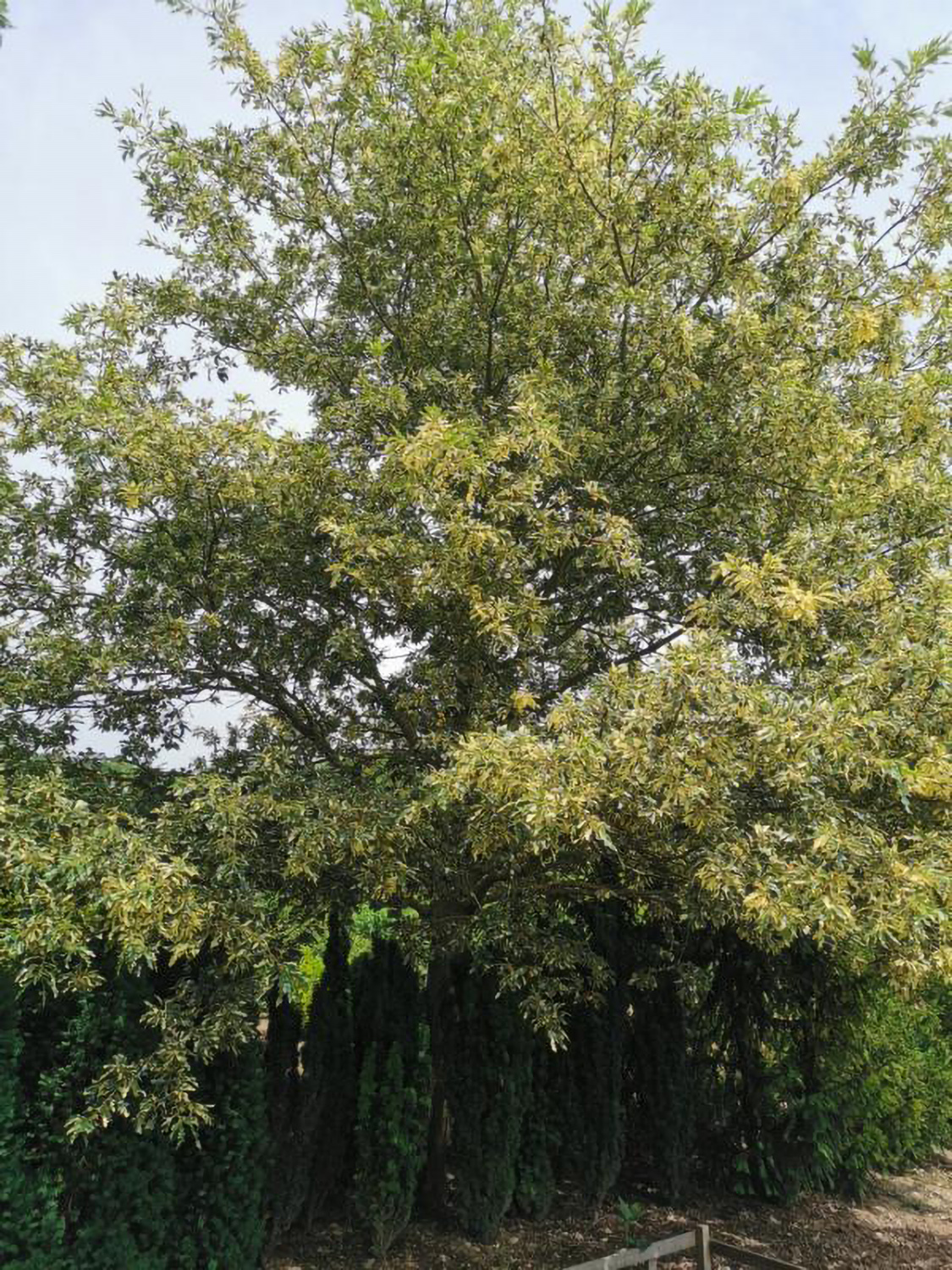 Quercus cerris 'Variegata' - Weikersheim-Elpersheim - Juni 2024