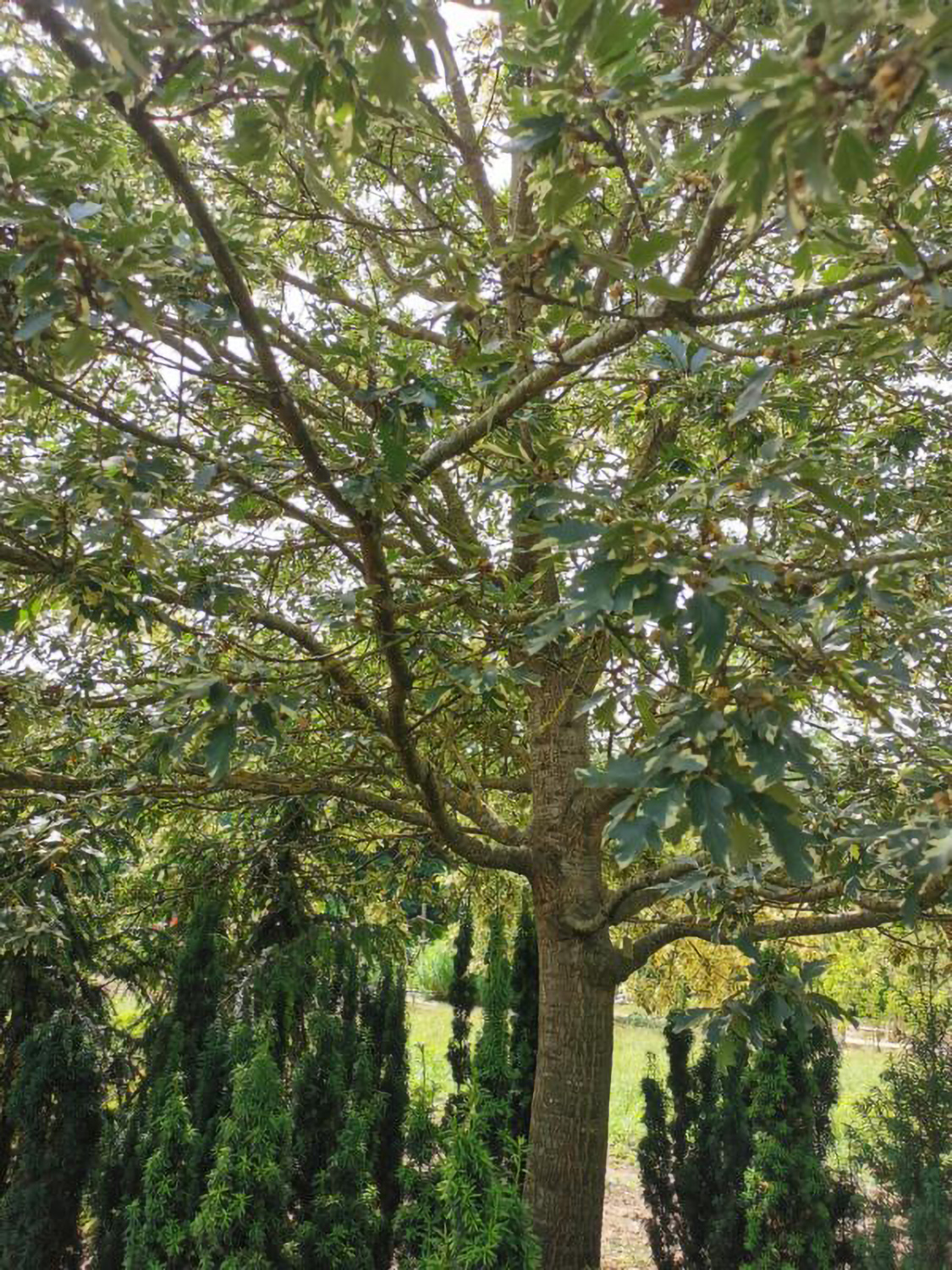 Quercus cerris 'Variegata' - Weikersheim-Elpersheim - Juni 2024