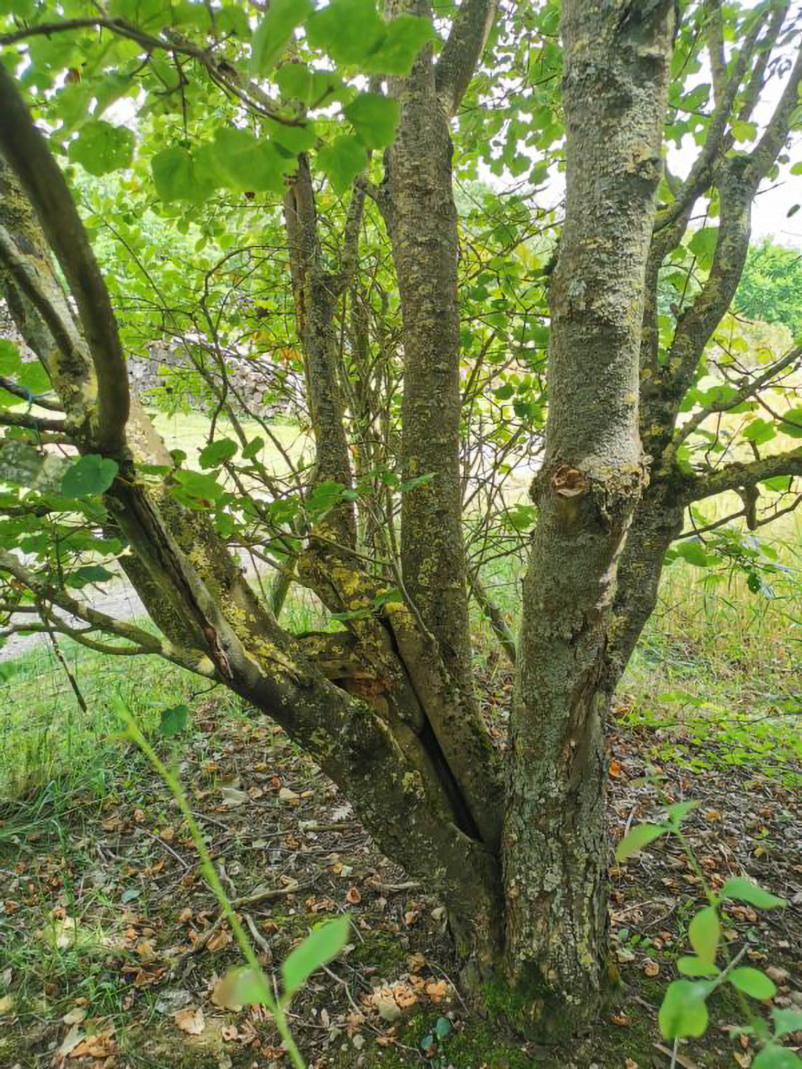 Acer opalus subsp. obtusatum - Weikersheim-Elpersheim - Juni 2024