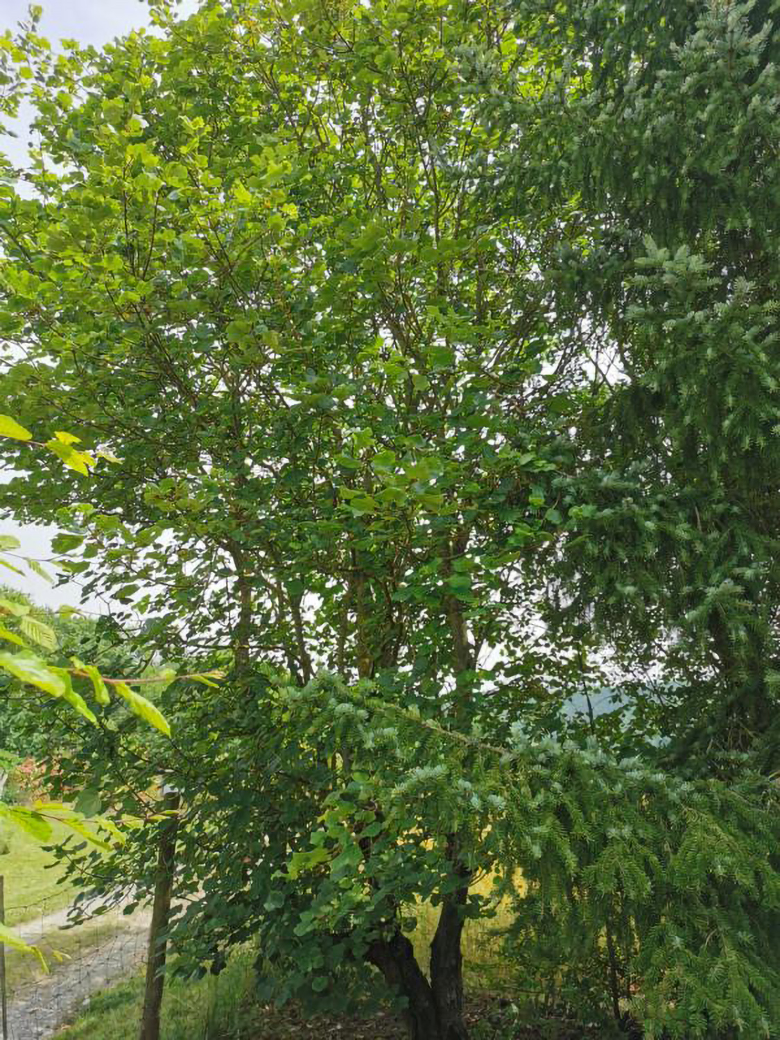 Acer opalus subsp. obtusatum - Weikersheim-Elpersheim - Juni 2024